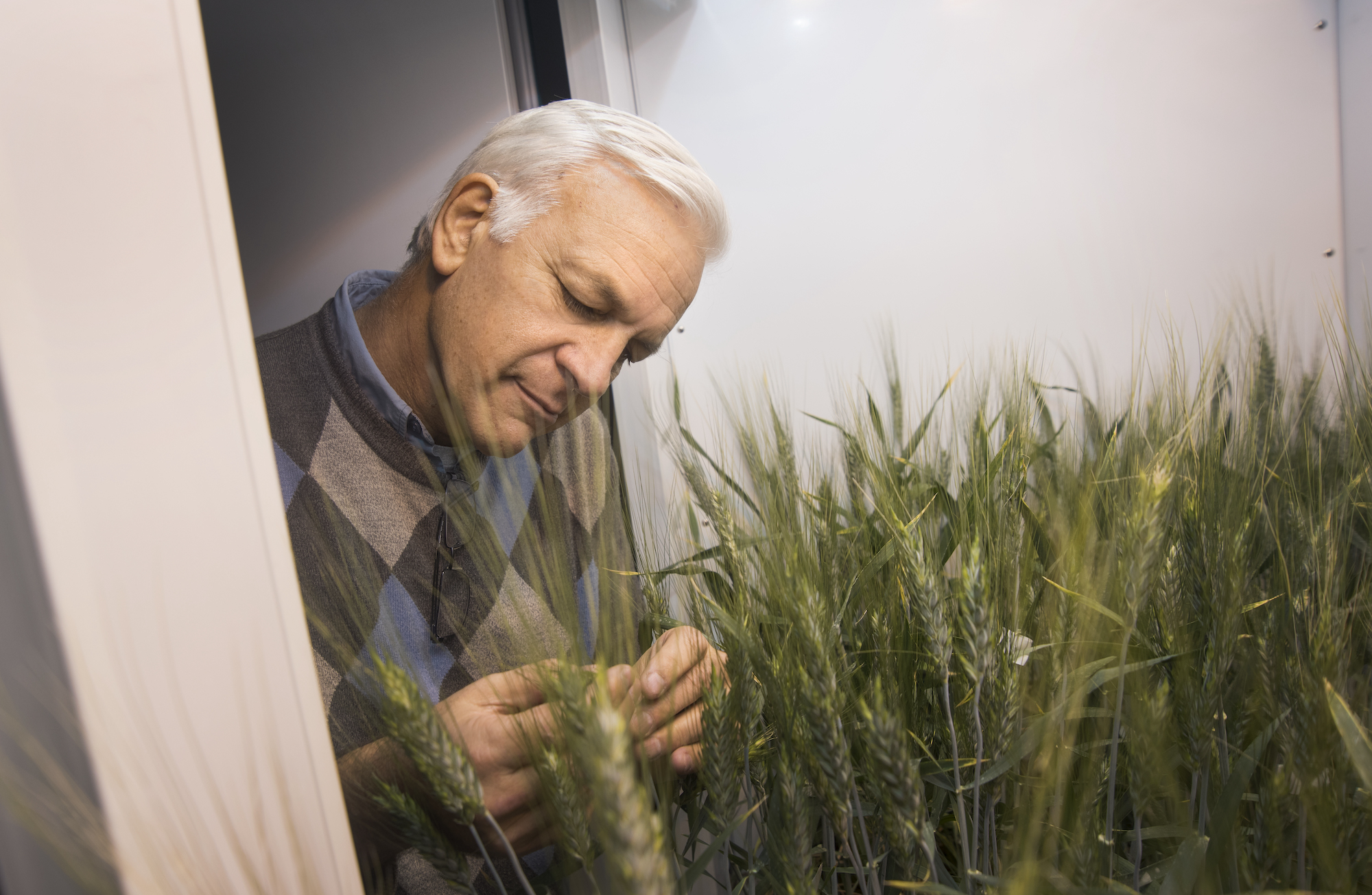 Department of Plant Sciences Distinguished Professor Jorge Dubcovsky in a UC Davis greenhouse used for wheat research. (UC Davis)