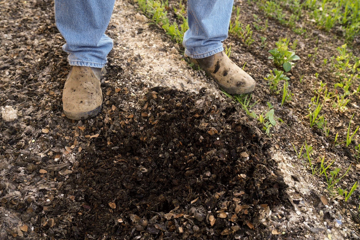 Kirk Pumphrey demonstrates the dark moist soil beneath the mulch in his orchard. (Karin Higgins/UC Davis)