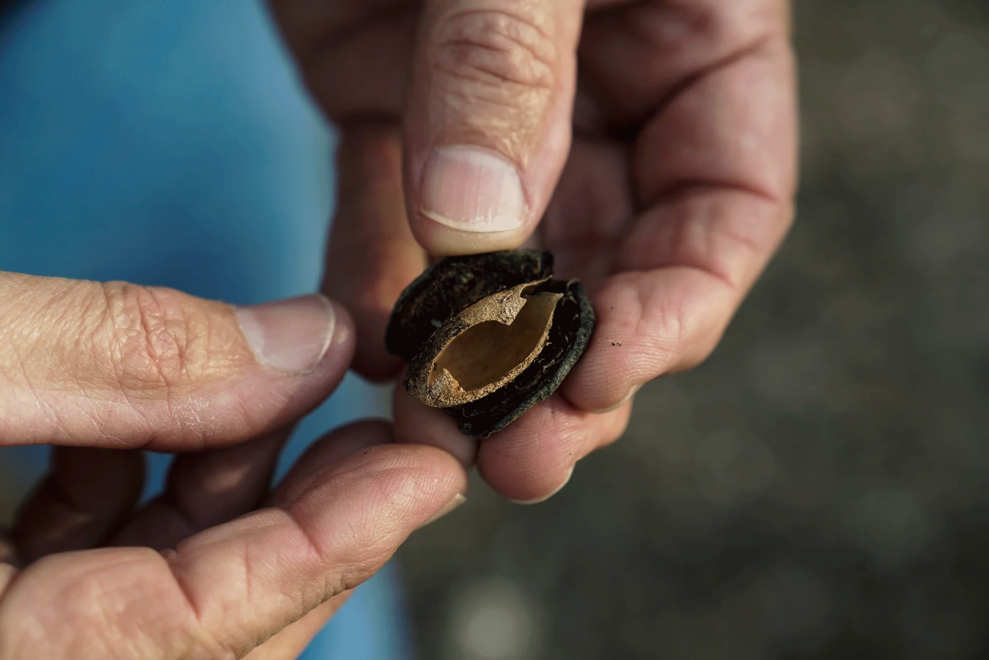 Kirk Pumphrey of Westwind Farms examines the hull of an almond. He’s using hulls and shells as mulch in his orchard to increase soil moisture. (Karin Higgins/UC Davis)