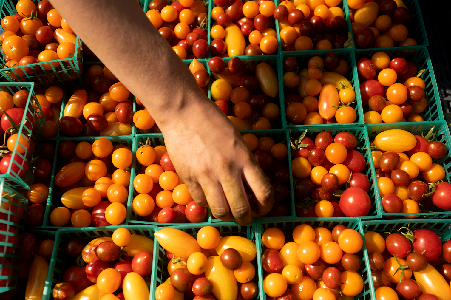 A hand grabs a cherry tomato from one of several green baskets filled with cherry tomatoes.