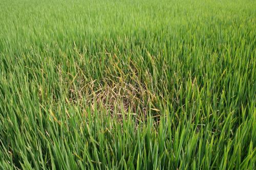Rice blast in a California rice crop (UCANR photo)