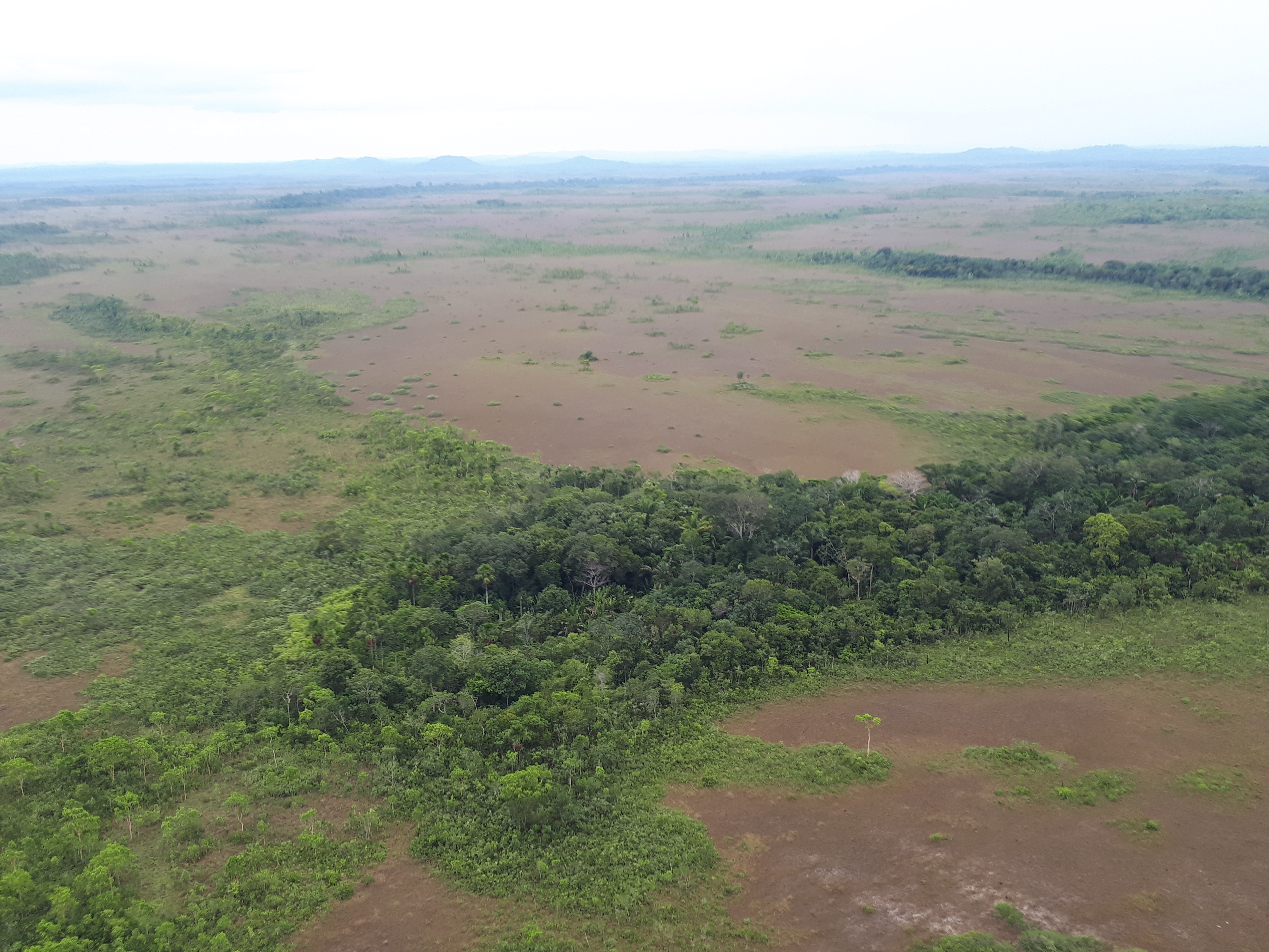 An aerial view of the Brazilian Amazon shows the lush forest and its edges, which are expected to become more savanna-like with projected climate changes. (Wesley Araujo)