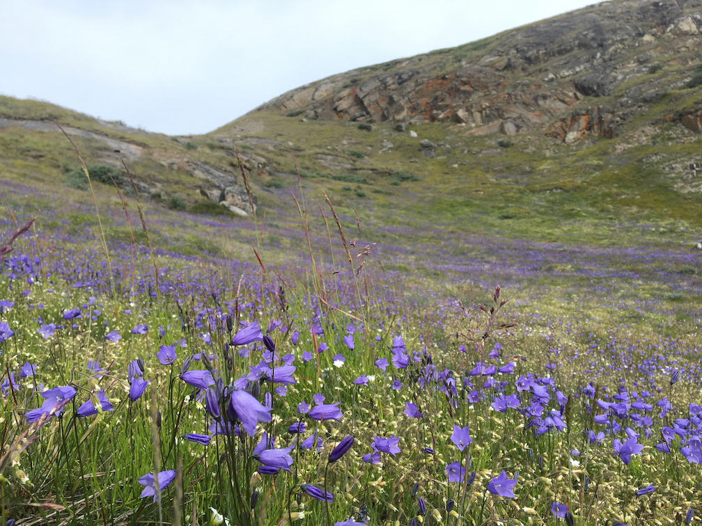 Arctic harebell, a rare wildflower species, grows at a long-term study site near Kangerlussuaq, Greenland. (Eric Post/UC Davis)