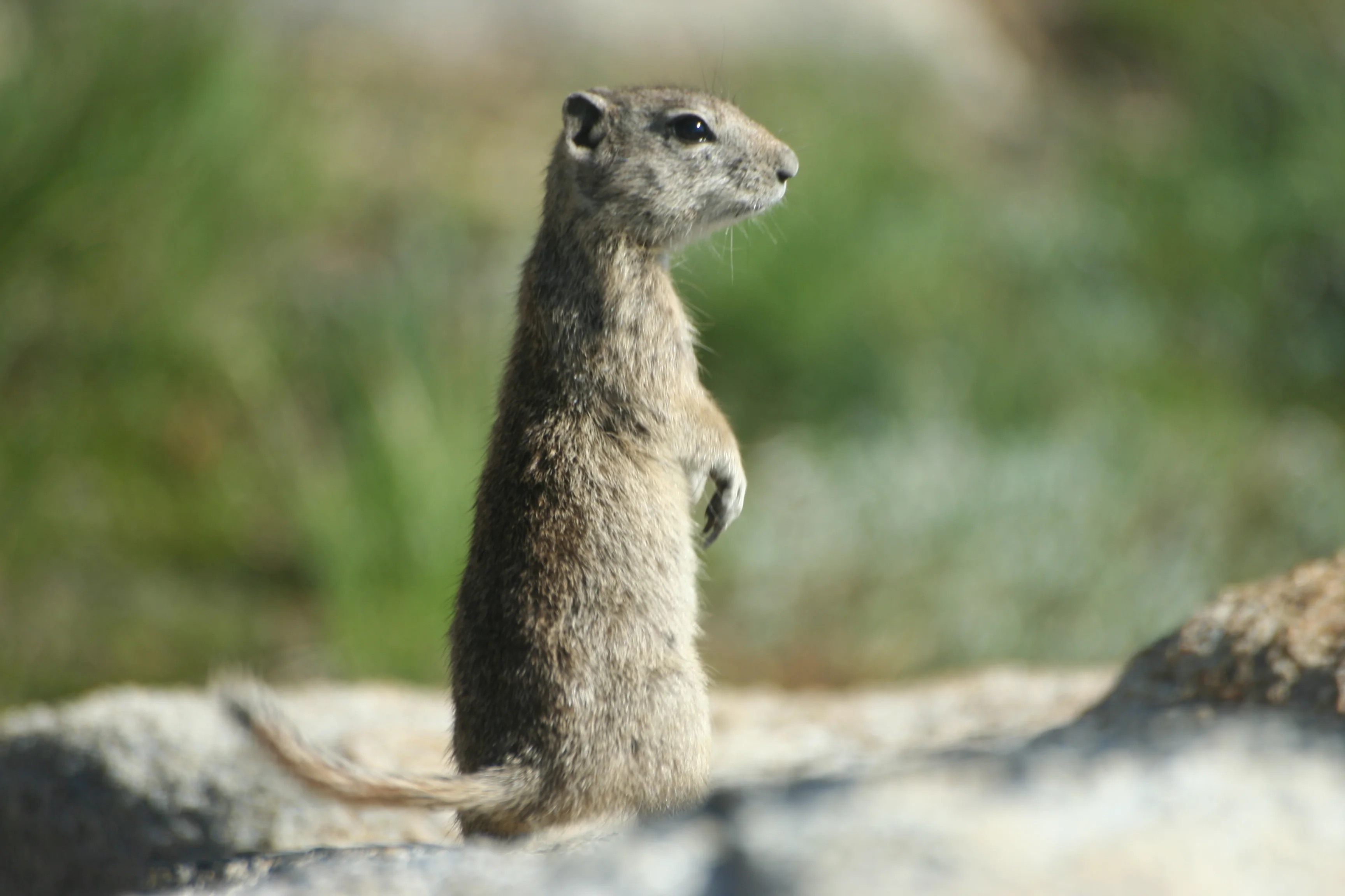 Belding’s ground squirrels favor wet vegetation in the mountains. (Toni Lyn Morelli)