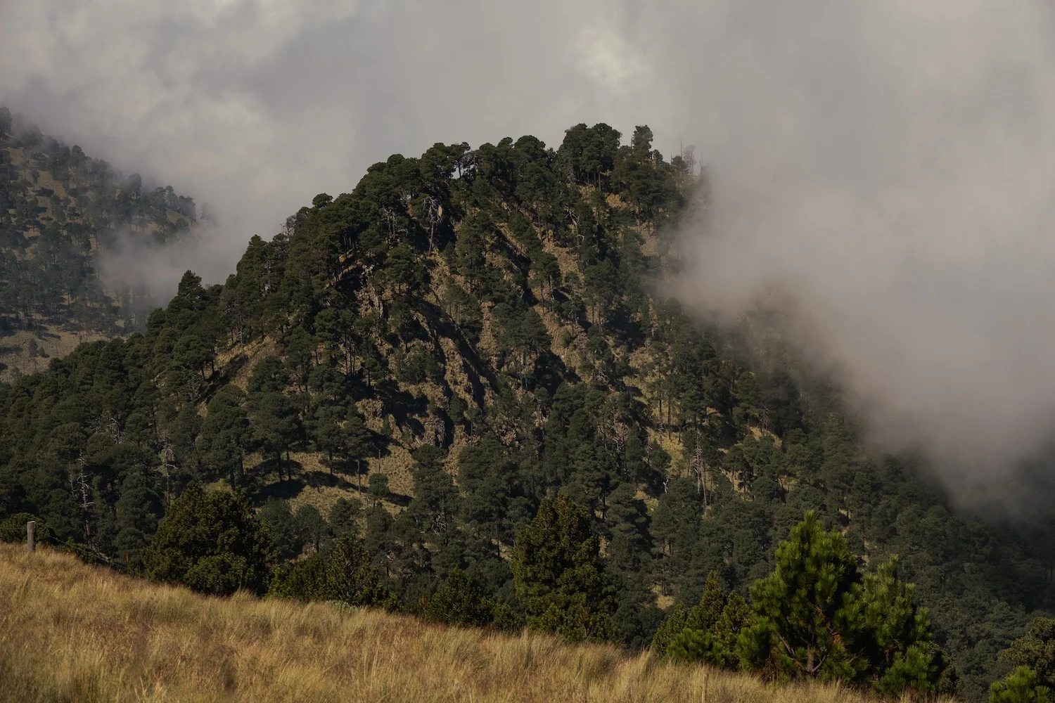 Grassland abuts a forested mountain in Iztaccíhuatl–Popocatépetl National Park. (Armando Vega, CC 4.0)
