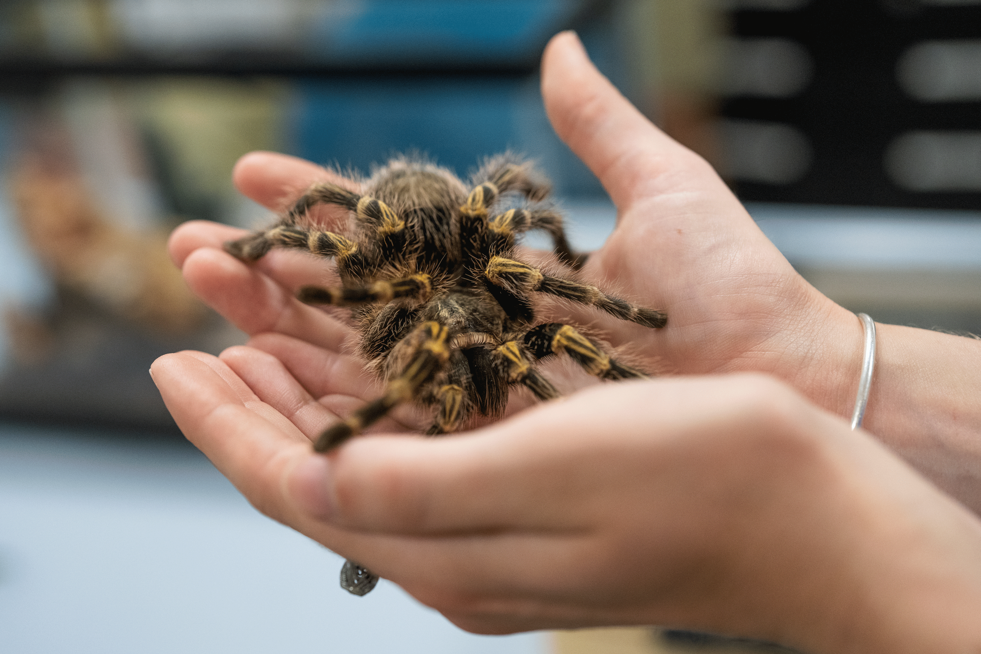 Student holds tarantula at the Bohart Museum of Entomology, photo by: Jael Mackendorf, UC Davis