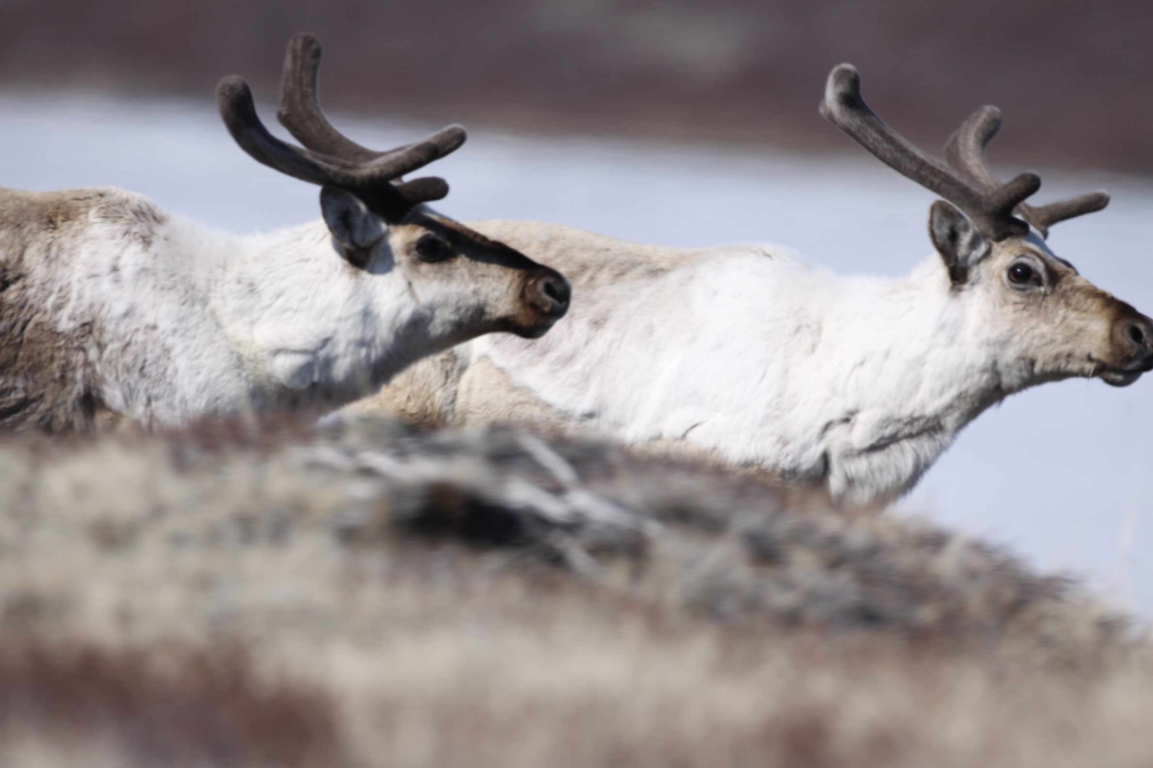 A herd of caribou in arctic Greenland. Caribou at this study site have been declining over the past several years, while musk oxen have been increasing. Such herbivores help rare plant species persist in a rapidly changing climate. (Eric Post/UC Davis)