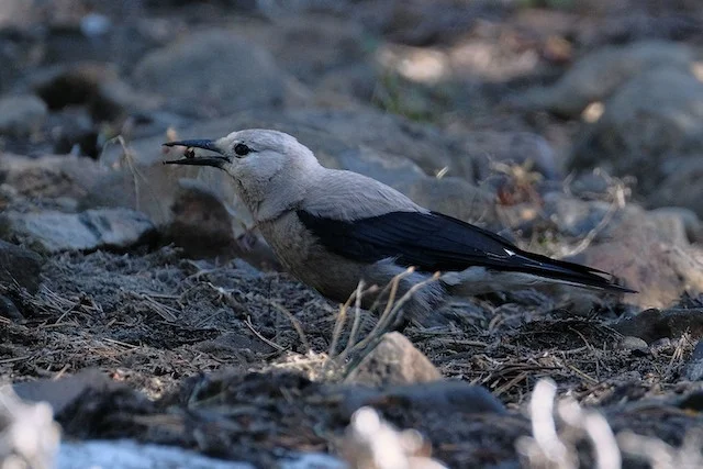 A Clark's nutcracker caches a whitebark pine seed. (Jackson Chase)