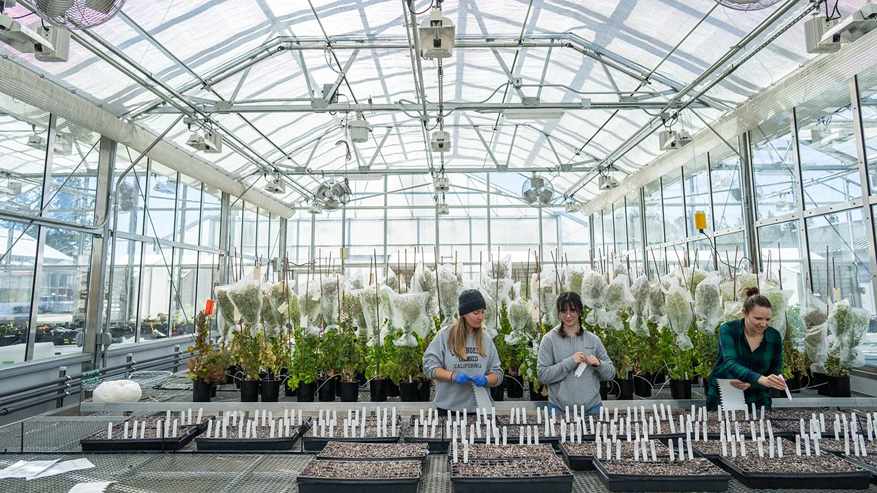 The College of Agricultural and Environmental Sciences manages approximately 150 greenhouses and related facilities for research and teaching on the UC Davis campus. The campus is ranked second in the world for agriculture and forestry by the QS World University Rankings by Subject 2024.(Joel Mackendorf/UC Davis)