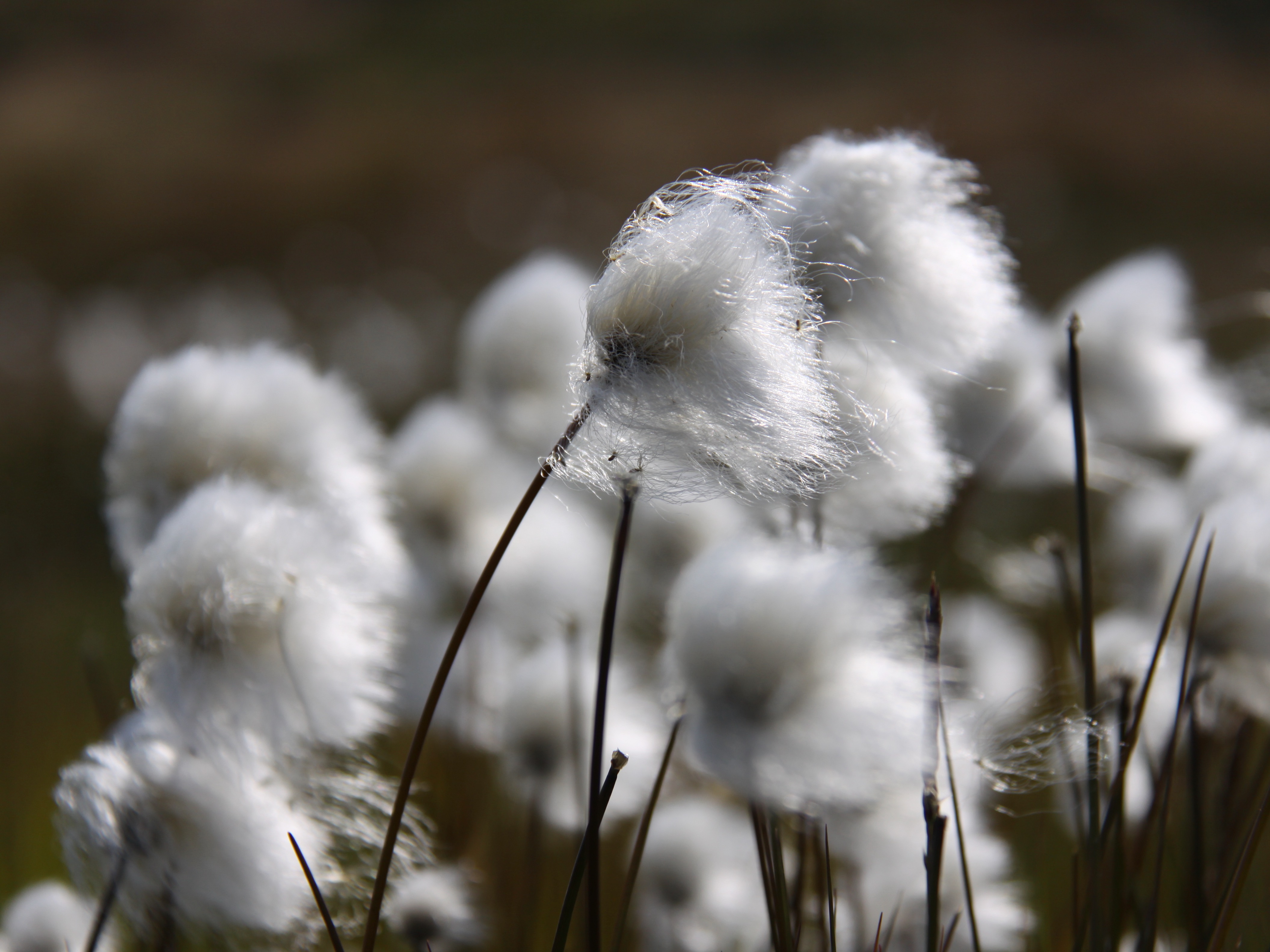 Cottongrass blows in the Greenland wind. (Eric Post/UC Davis)