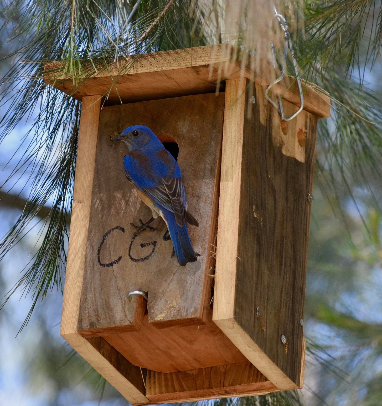 A western bluebird sits in a nest box along Putah Creek in Davis, California. Once nearly extirpated as breeders on the creek, the nest box program helped bring the species back in good numbers. (Alison Ke, UC Davis)