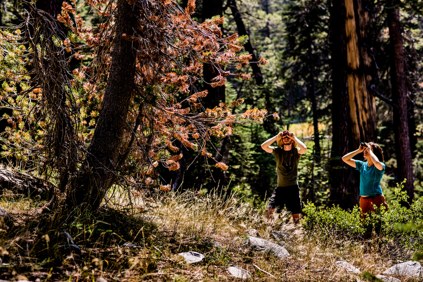 A research crew surveys trees for white pine blister rust disease in Sequoia and Kings Canyon national parks. (Clayton Boyd)