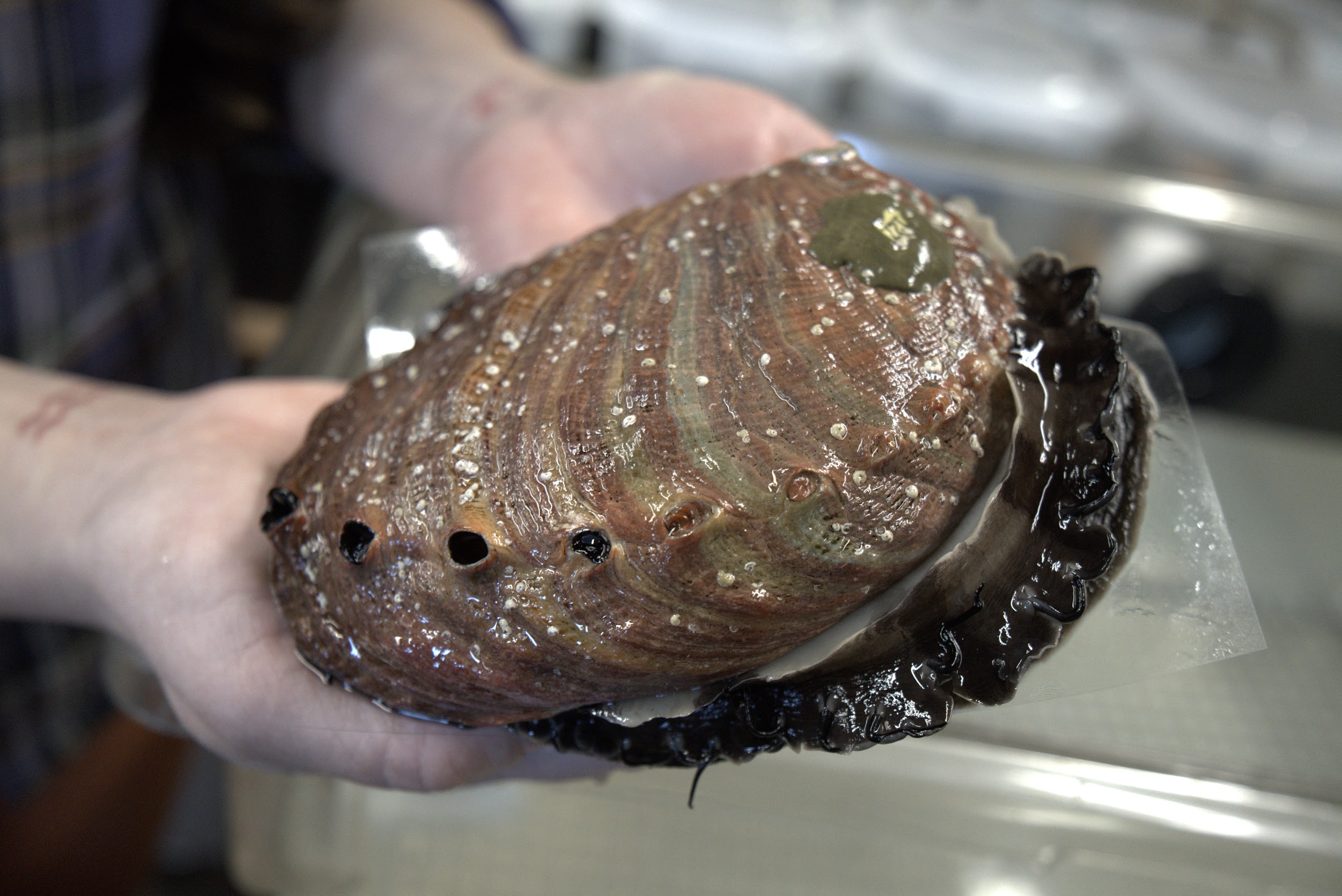 Farmed and captive-raised red abalone served as a proxy for endangered black abalone in UC Davis experiments to test if ultrasounds could be an effective, noninvasive means of assessing abalone’s reproductive health. (Jackson Gross/UC Davis)