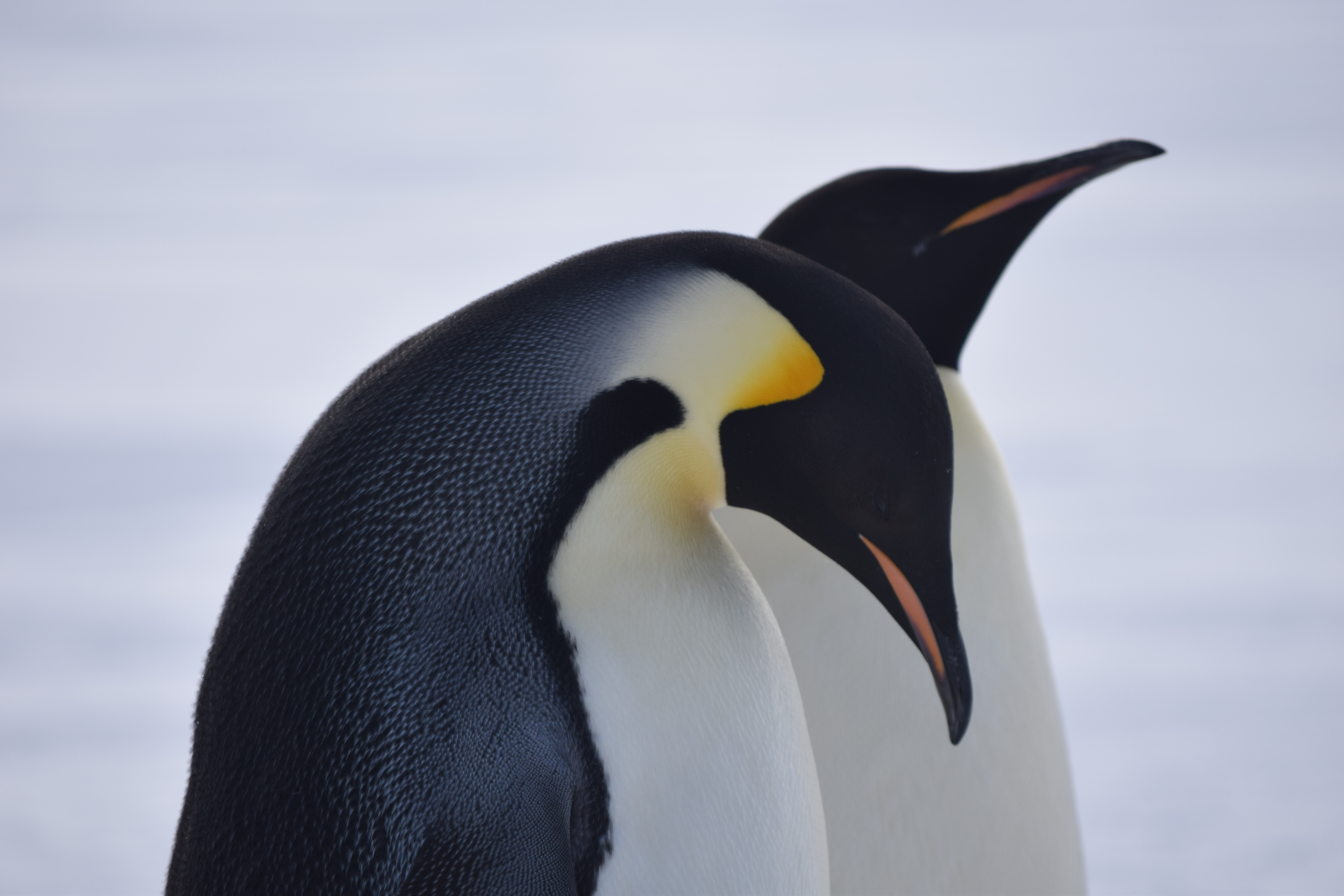 Adelie penguins in Antarctica. (Amanda Frazier/UC Davis)