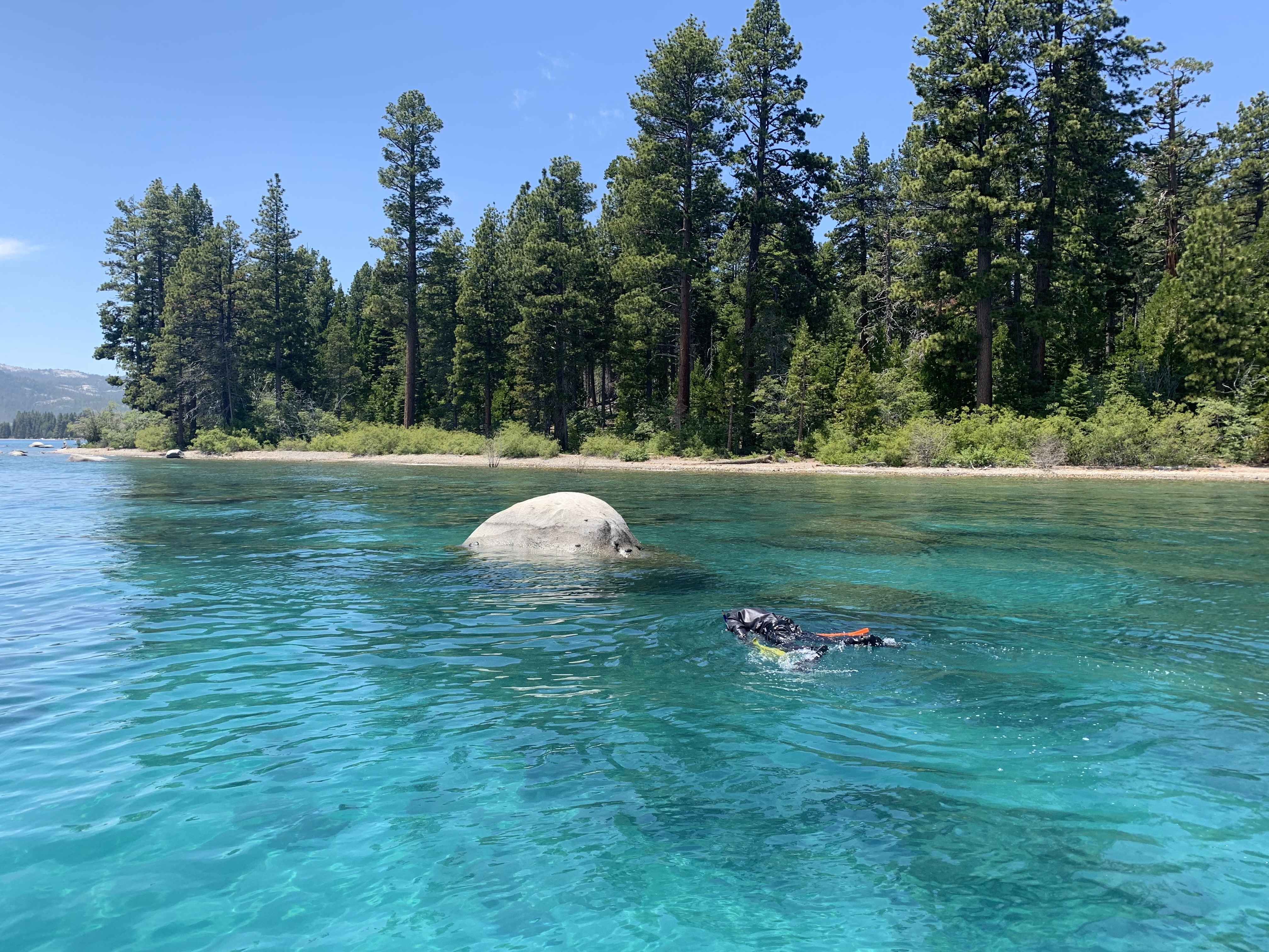 A researcher is diving in the clear water of Lake Tahoe on a sunny day near the shoreline.