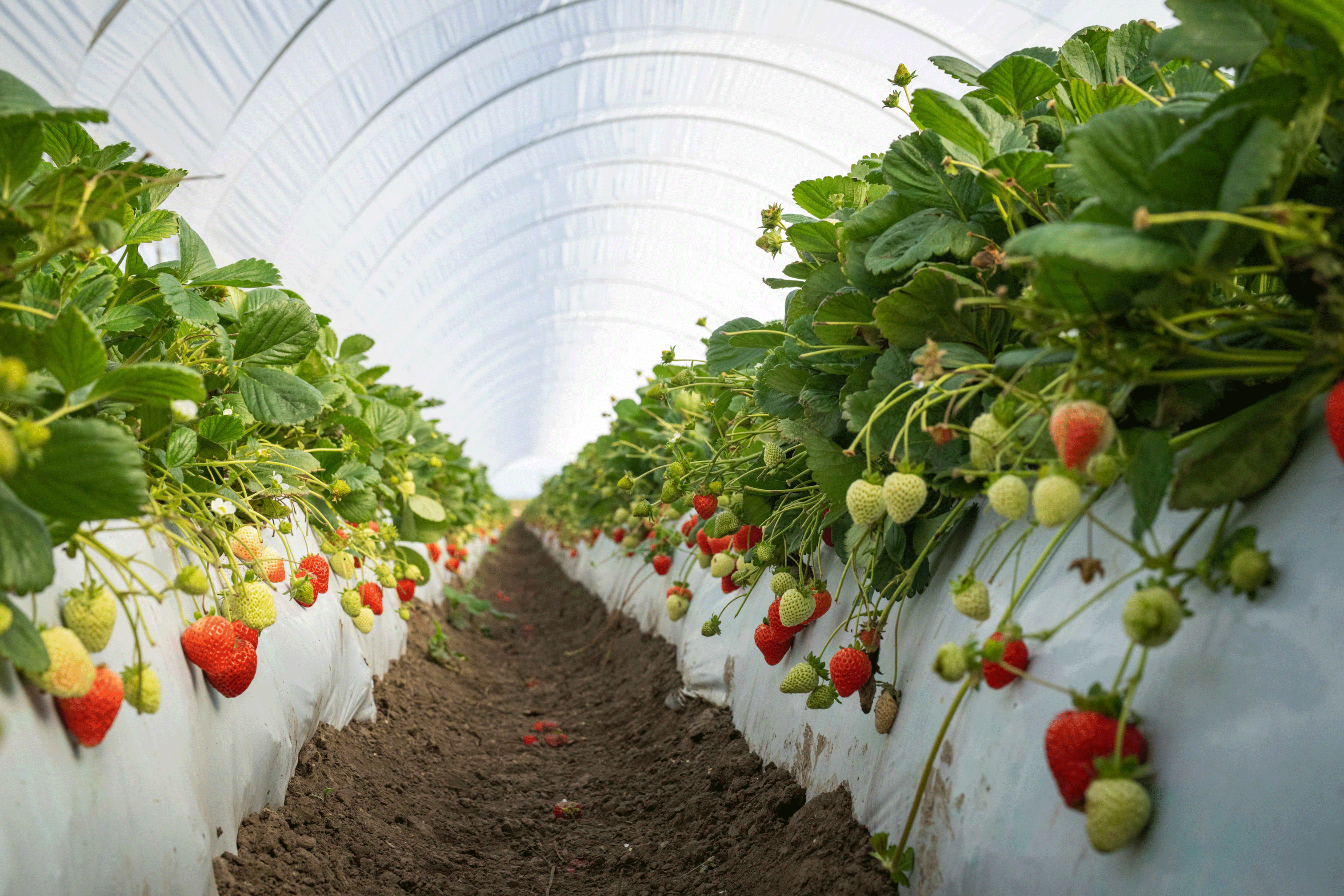 UCD Eclipse strawberries grown in Santa Maria, CA. Credit: Jael Mackendorf / UC Davis