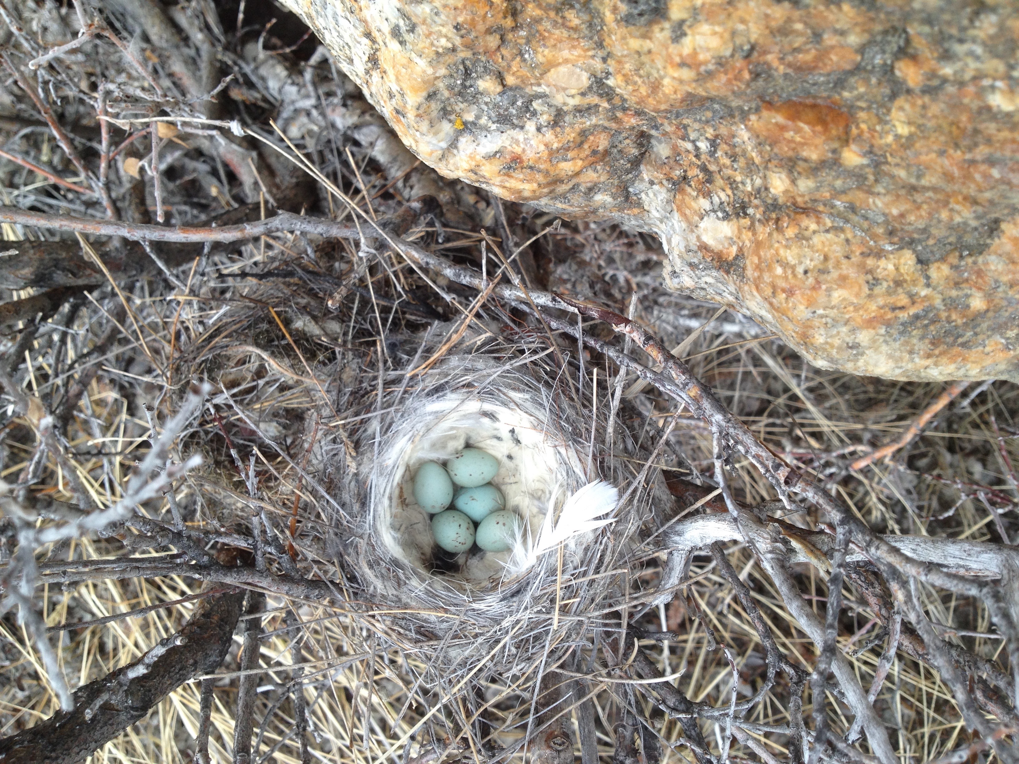 A nest holding the eggs of northern wheatears rests on branches in Greenland. (Eric Post/UC Davis)