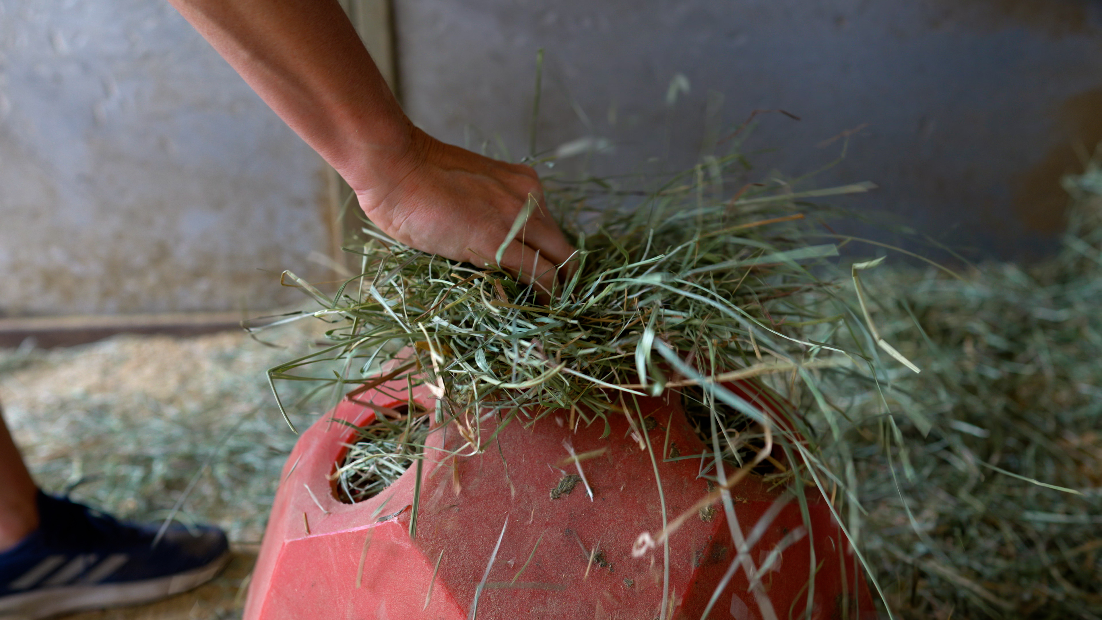 A hand stuffs hay into a hay ball.
