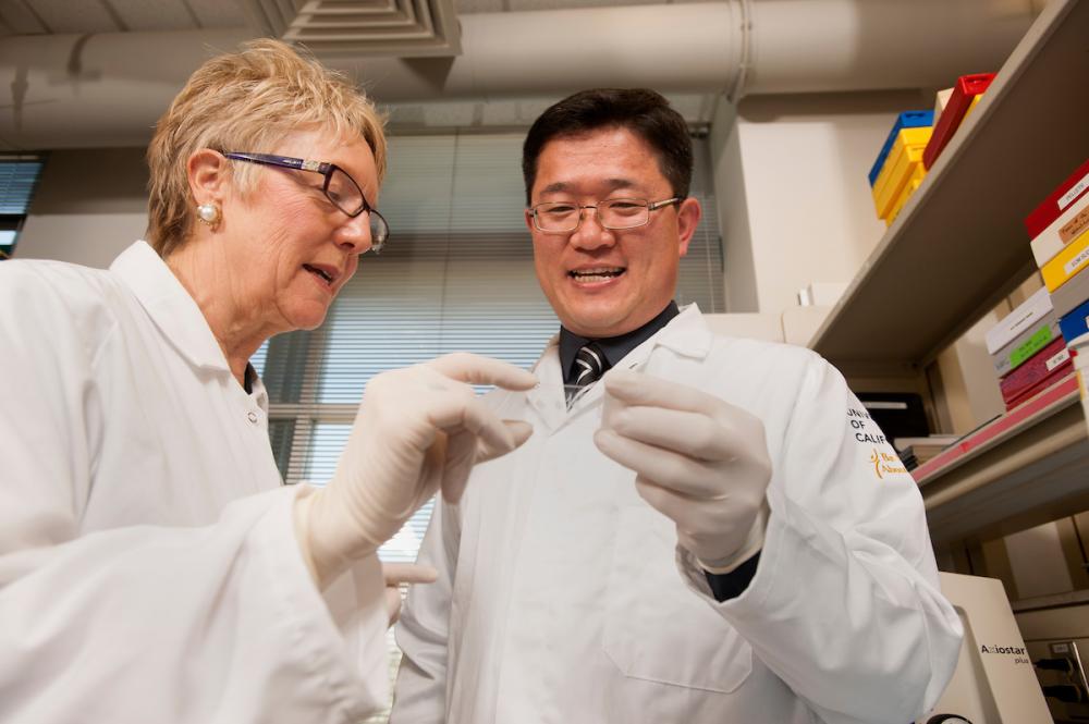 Professors Diana Farmer and Aijun Wang are collaborating to develop a stem cell treatment for spina bifida, supported by the California Institute for Regenerative Medicine.