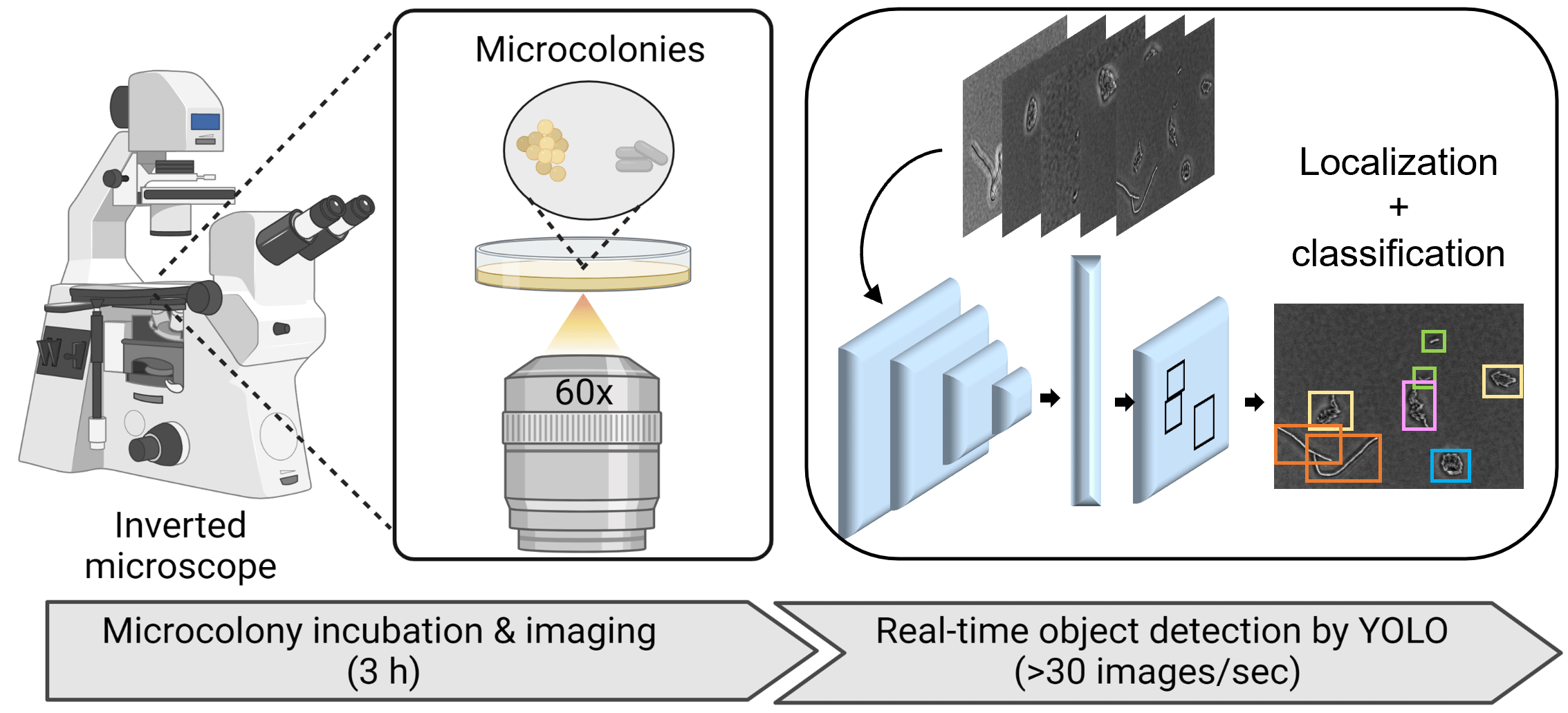 Visual of how YOLO detects and identifies bacteria in microscopic image