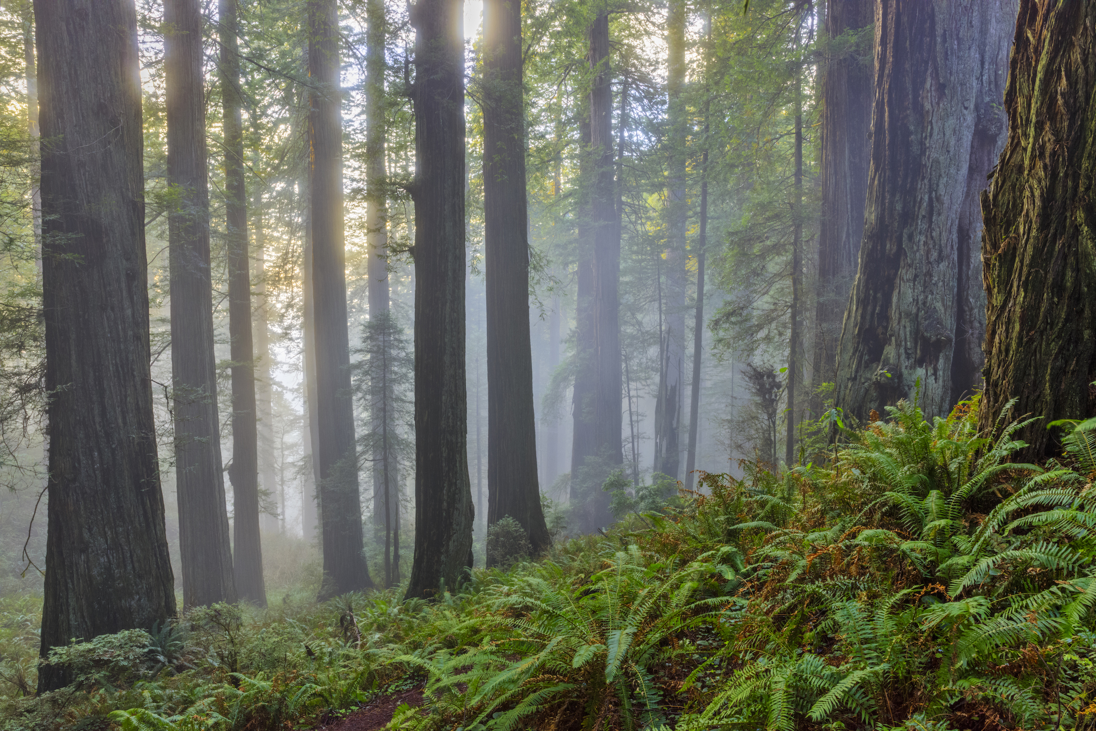 A redwood forest in California’s north coast. Two different types of leaves help redwoods thrive in the wetter, foggier northern part of its range, as well as the drier southern part. (Getty)