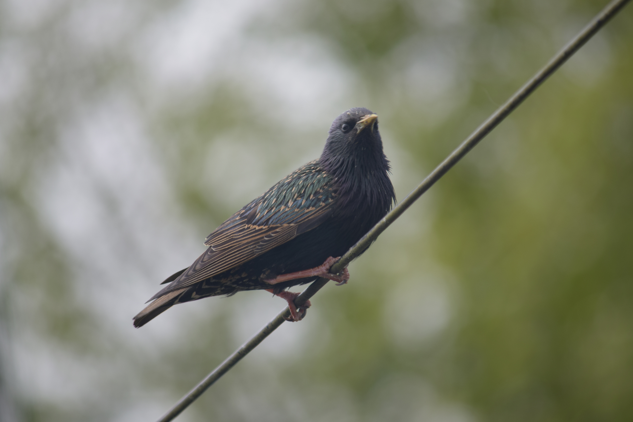 Species that form big flocks and are associated with livestock, like this invasive European starling, carry greater risks of foodborne pathogens. (Getty)