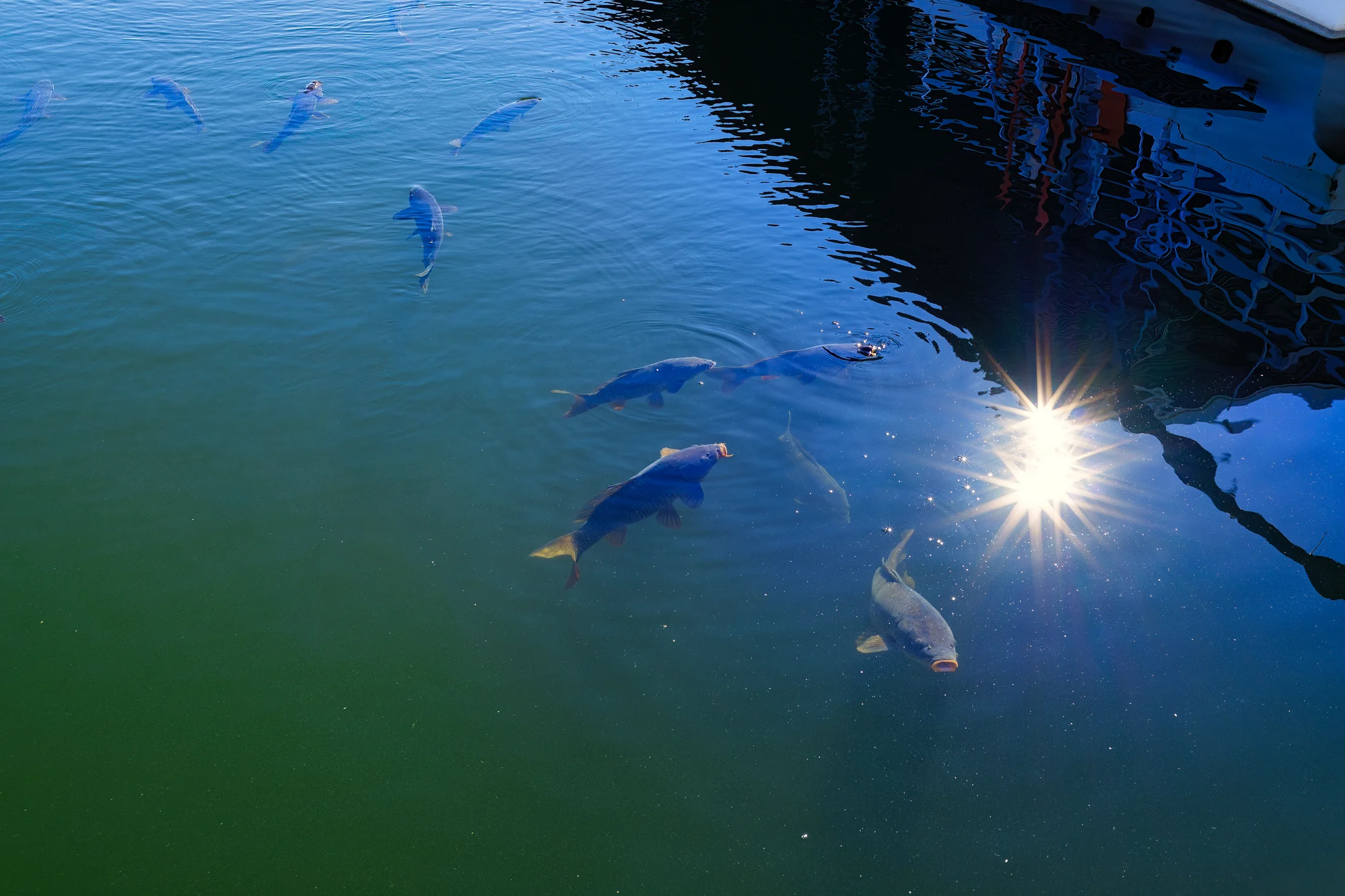Catfish eat and swim along the surface of Lake Powell reservoir in Utah. (Getty)