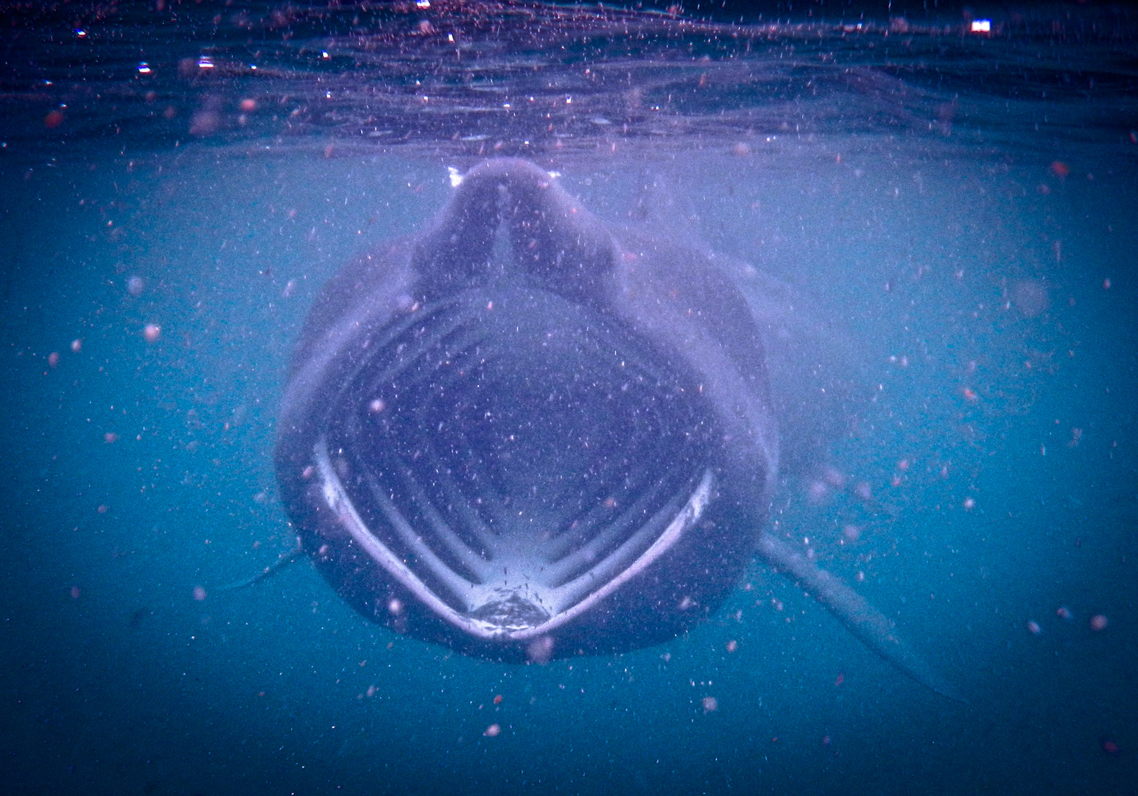 A basking shark feeds on phytoplankton. (Getty)