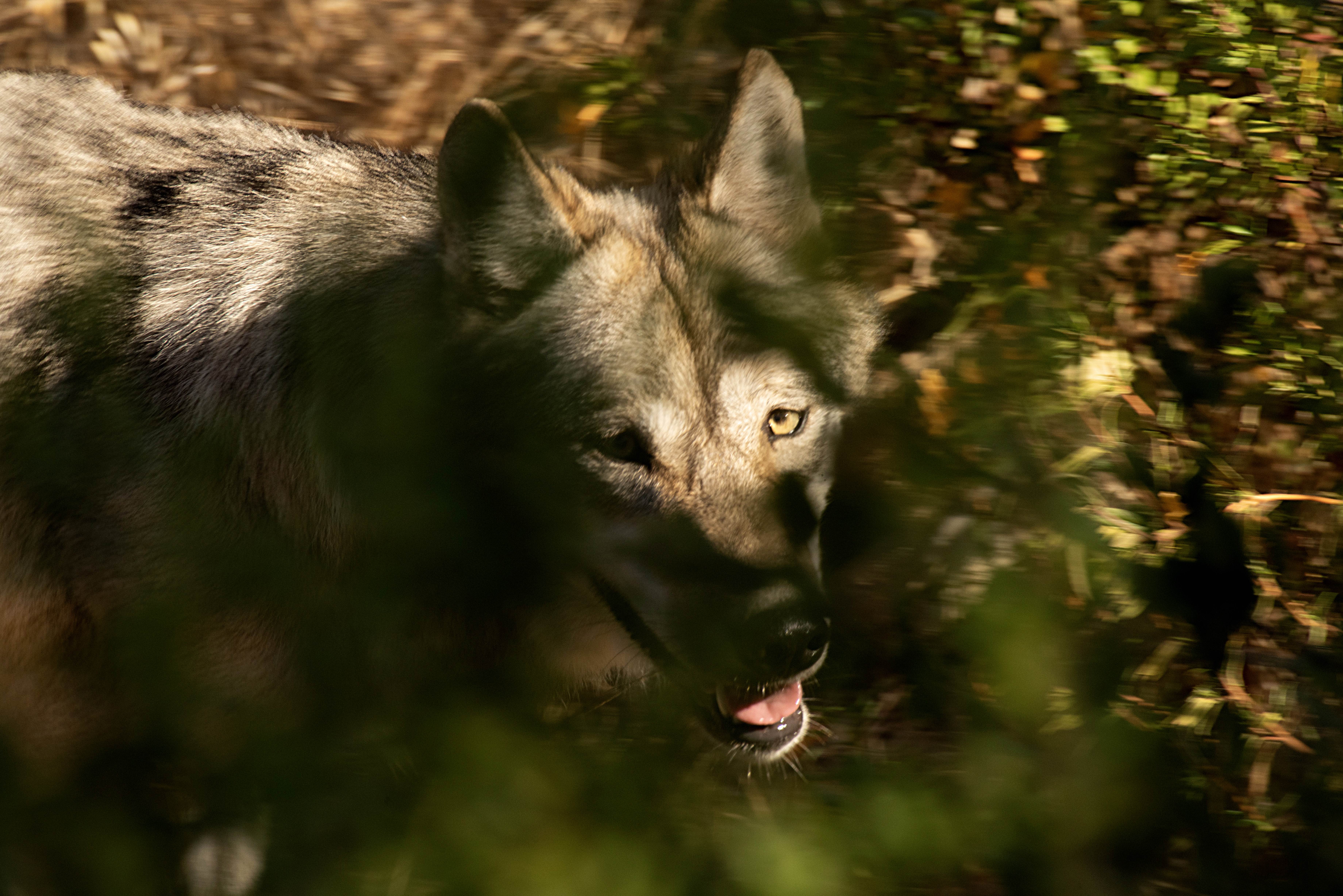 A gray wolf at the Oakland Zoo. Photo by Gregory Urquiaga / UC Davis