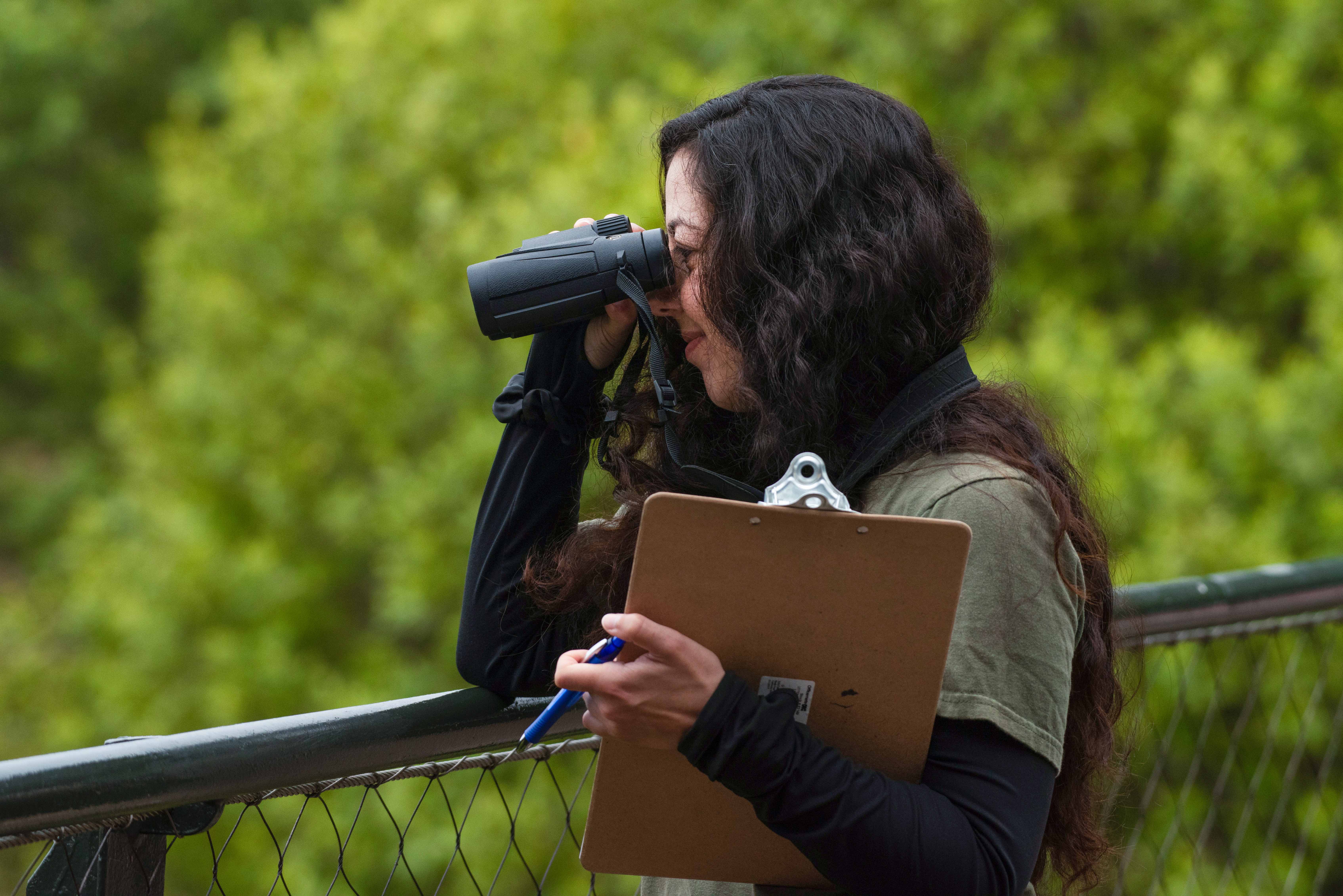 Ph.D. student Yasmeen Ghavamian, who is leading the research, watches the gray wolves from a boardwalk at the Oakland Zoo. Photo by Gregory Urquiaga / UC Davis