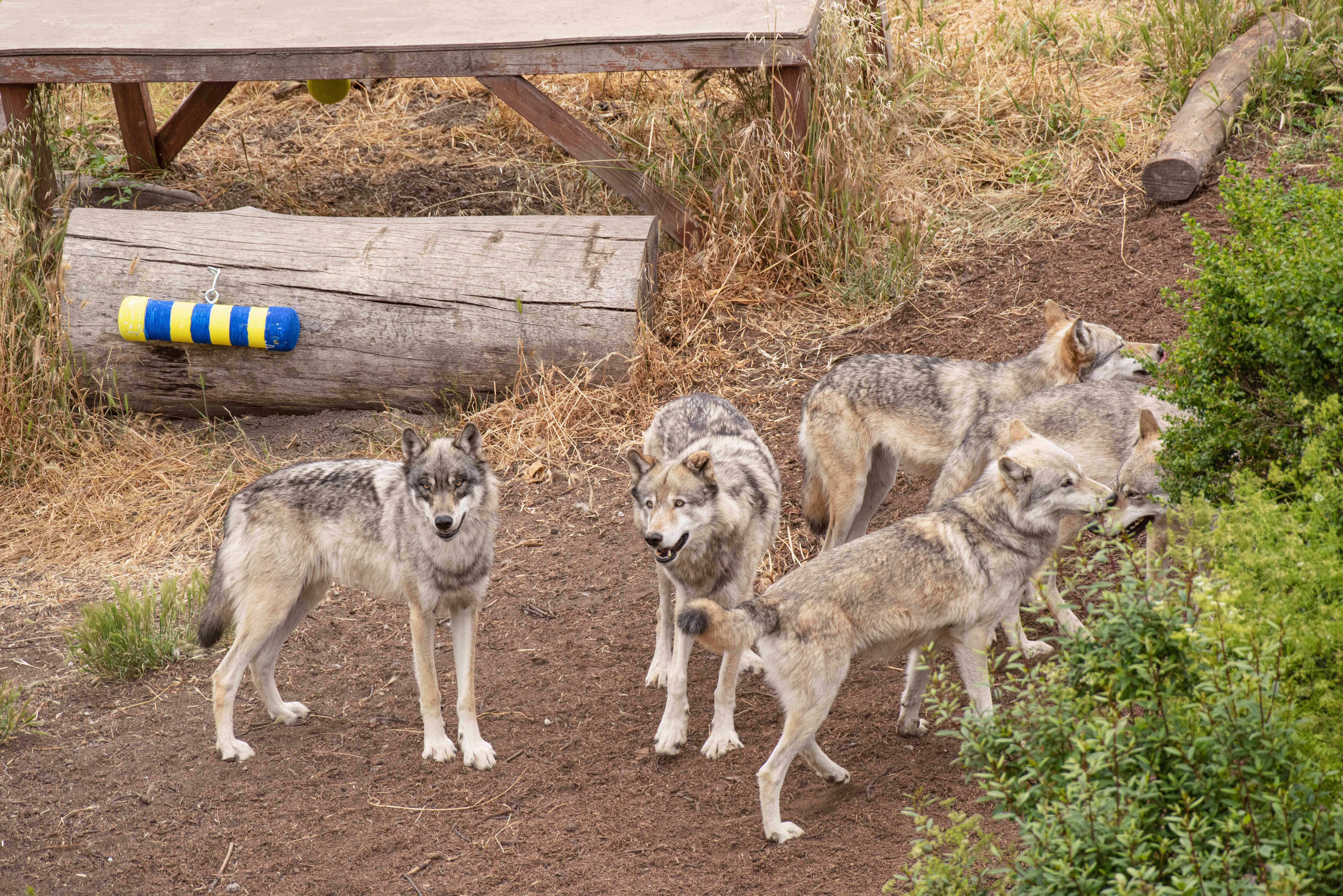 All but one member of the gray wolf pack near a rain stick that was placed in their habitat as part of research at the Oakland Zoo. Photo by Gregory Urquiaga / UC Davis