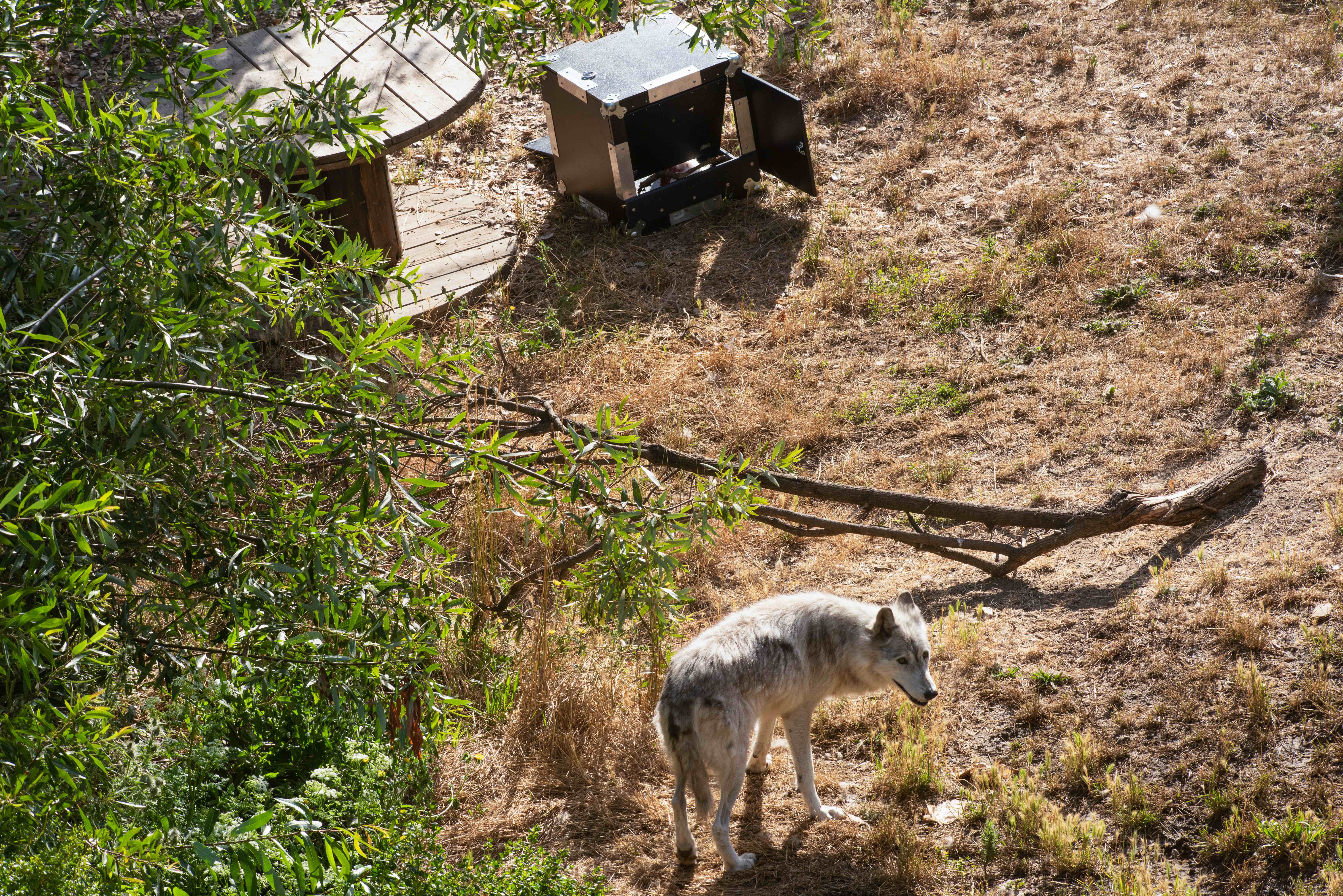 A gray wolf near one of seven puzzle boxes placed in its habitat at the Oakland Zoo.   Photo by Gregory Urquiaga / UC Davis