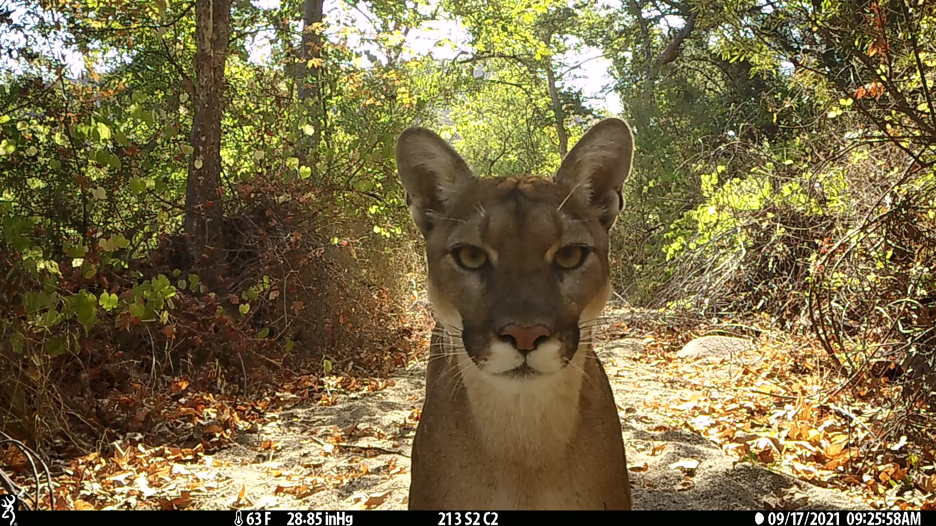 A trail camera captures the face of a mountain lion near I-15 in Southern California in 2021. (Winston Vickers/UC Davis)