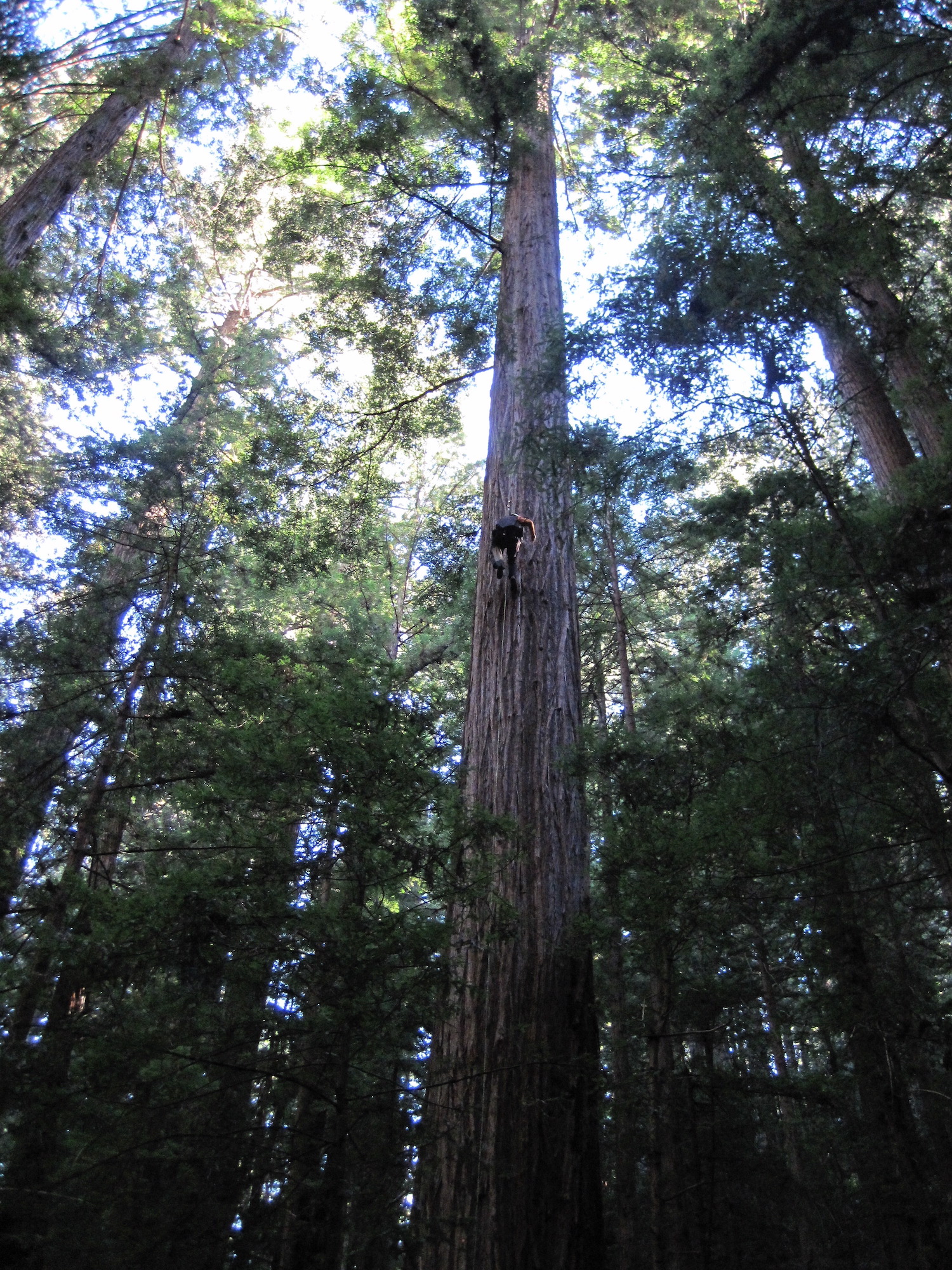 A scientist from the Sillett lab at Cal Poly Humboldt climbs a redwood tree to survey it. (Alana Chin/UC Davis)