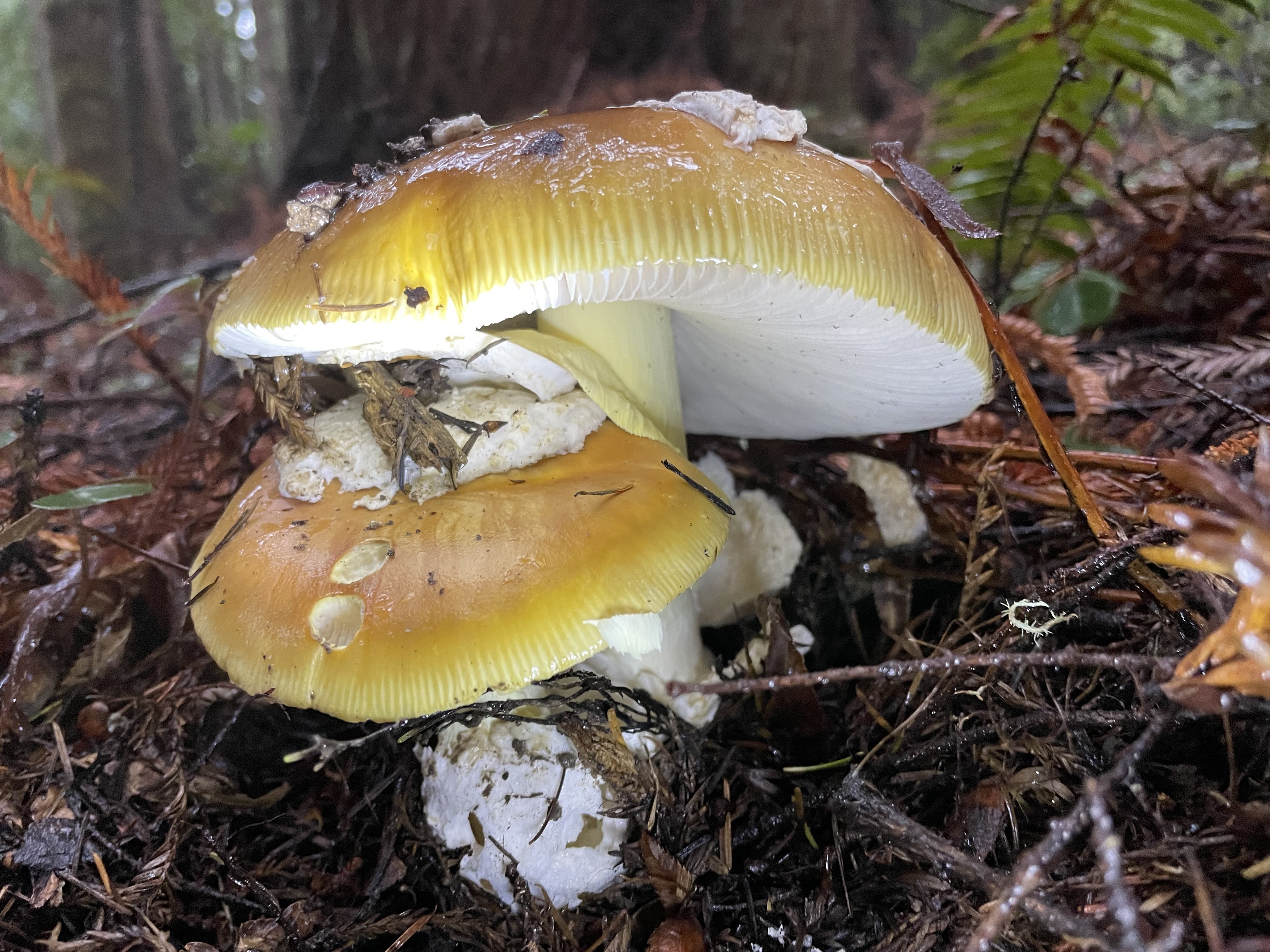 A mushroom found during the 2023 mycology field trip led by Dave Rizzo, chair of the plant pathology department.