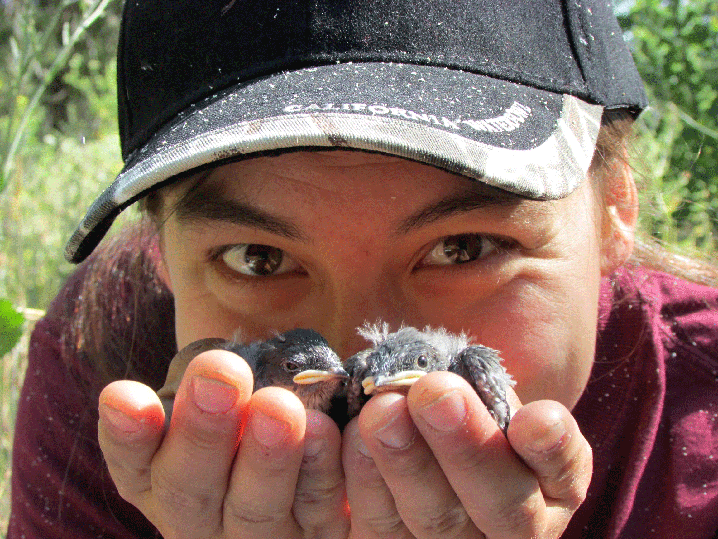 Student Karen Sinclair holds a "bouquet" of tree swallow nestlings at UC Davis Russell Ranch in June 2015.