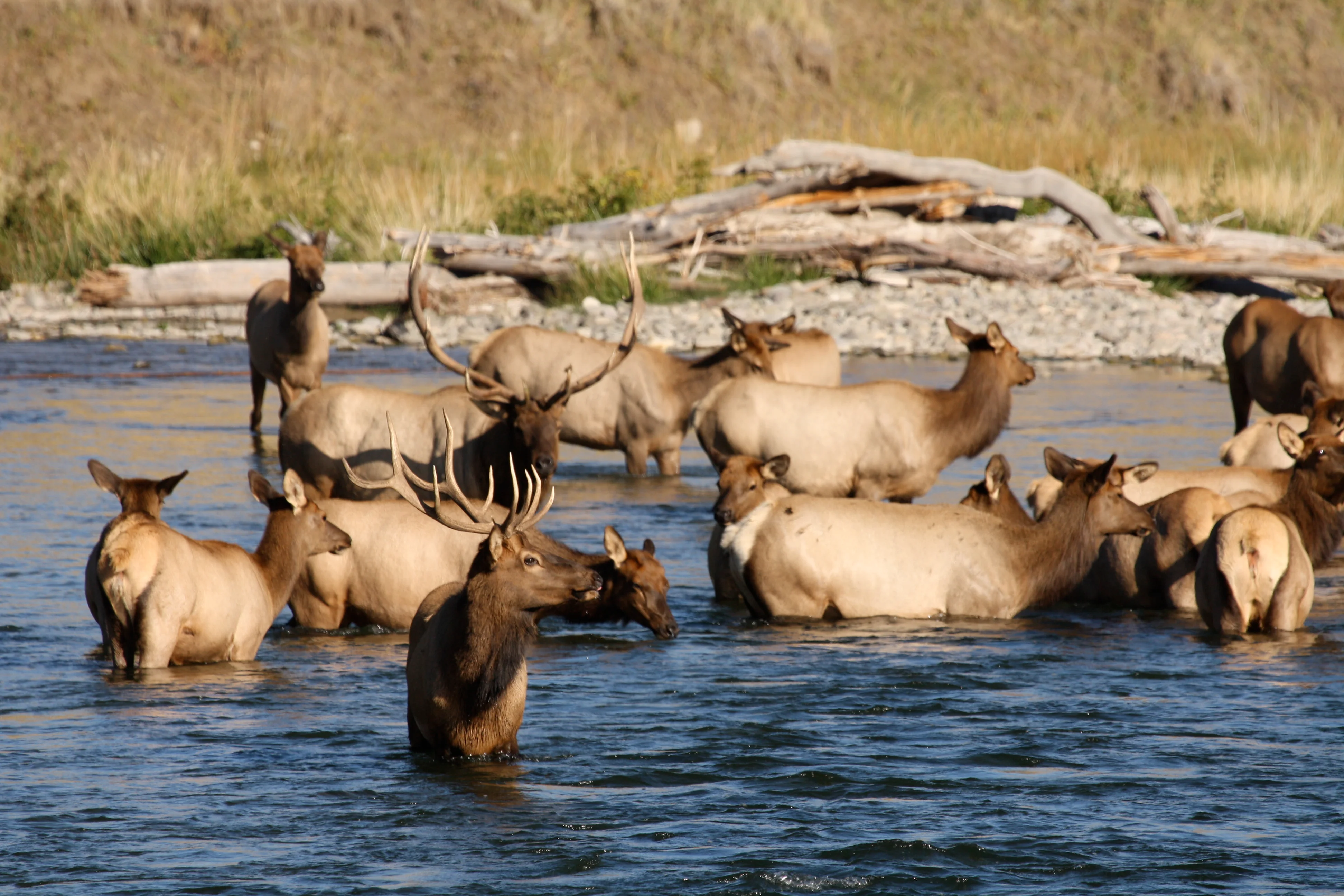A group of elk stand in the water at Yellowstone National Park. A UC Davis study notes the need to not take a one-size-fits-all approach to managing species, including elk, amid a changing climate. (Daniel Karp/UC Davis)