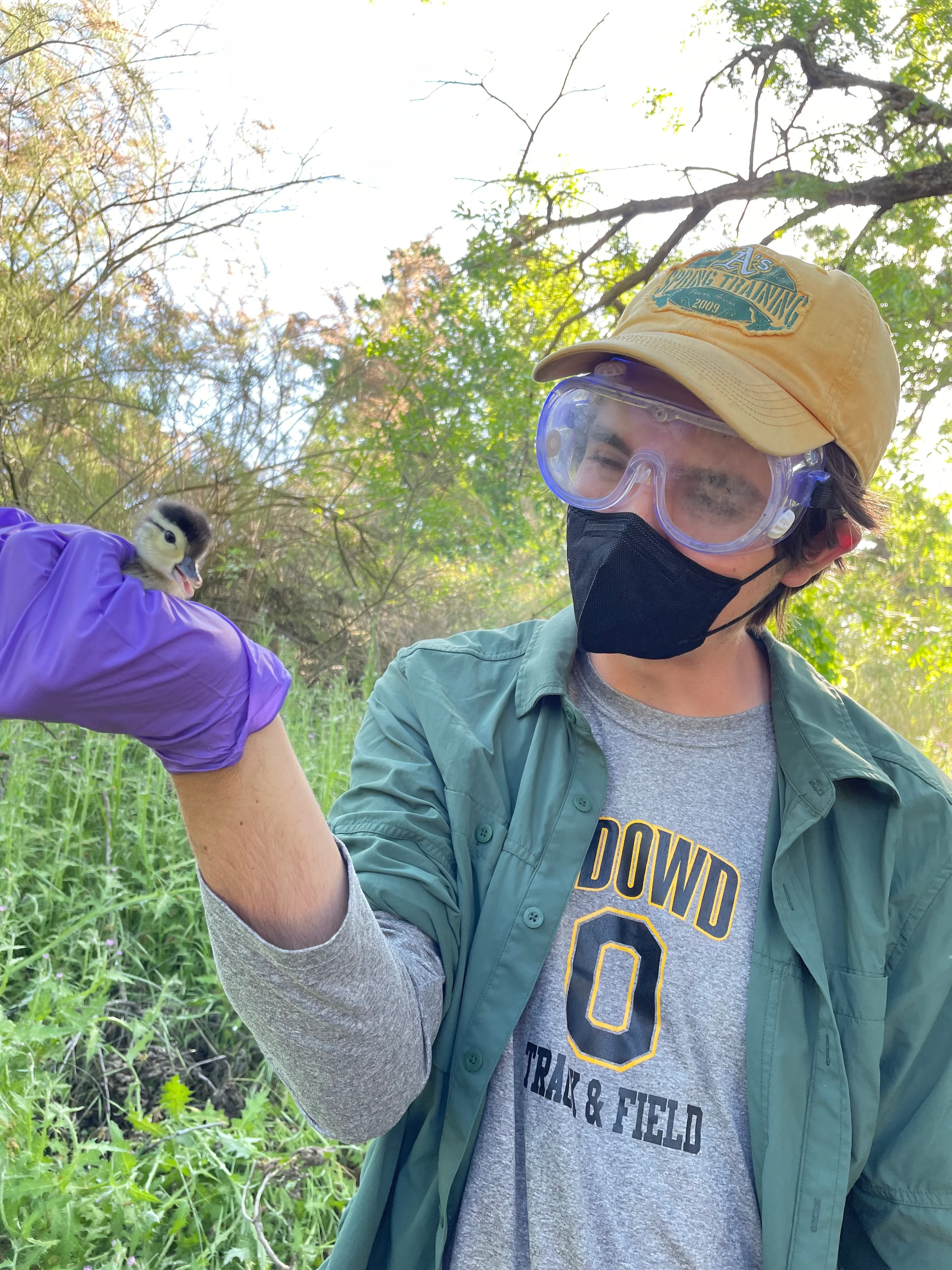 Joe Sweeney holds a baby wood duck in preparation for measurements and tagging. (Courtesy Joe Sweeney)