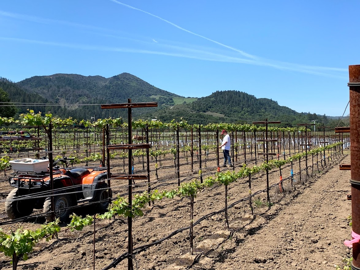 This experimental vineyard at the UC Davis Oakville Research Station is testing different types of grapevine trellis systems to see which may work best to protect grapes from the extreme heat that comes with climate change. Those systems that are higher off the ground protect grapes and still maintain color and quality. (Kaan Kurtural/ UC Davis)