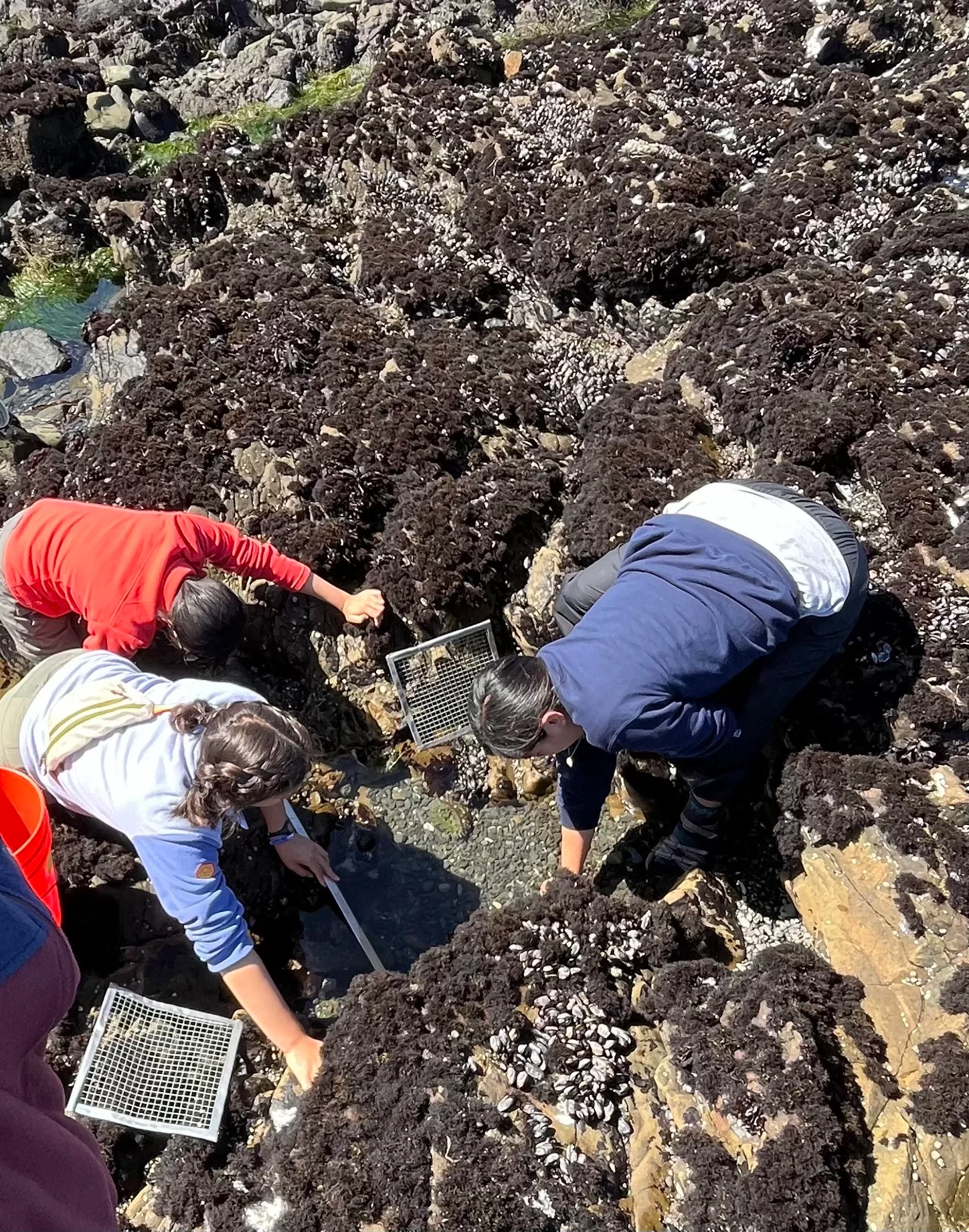 Emerson and classmates study the connection between sea urchin and competitor population sizes. (Courtesy Mia Emerson)