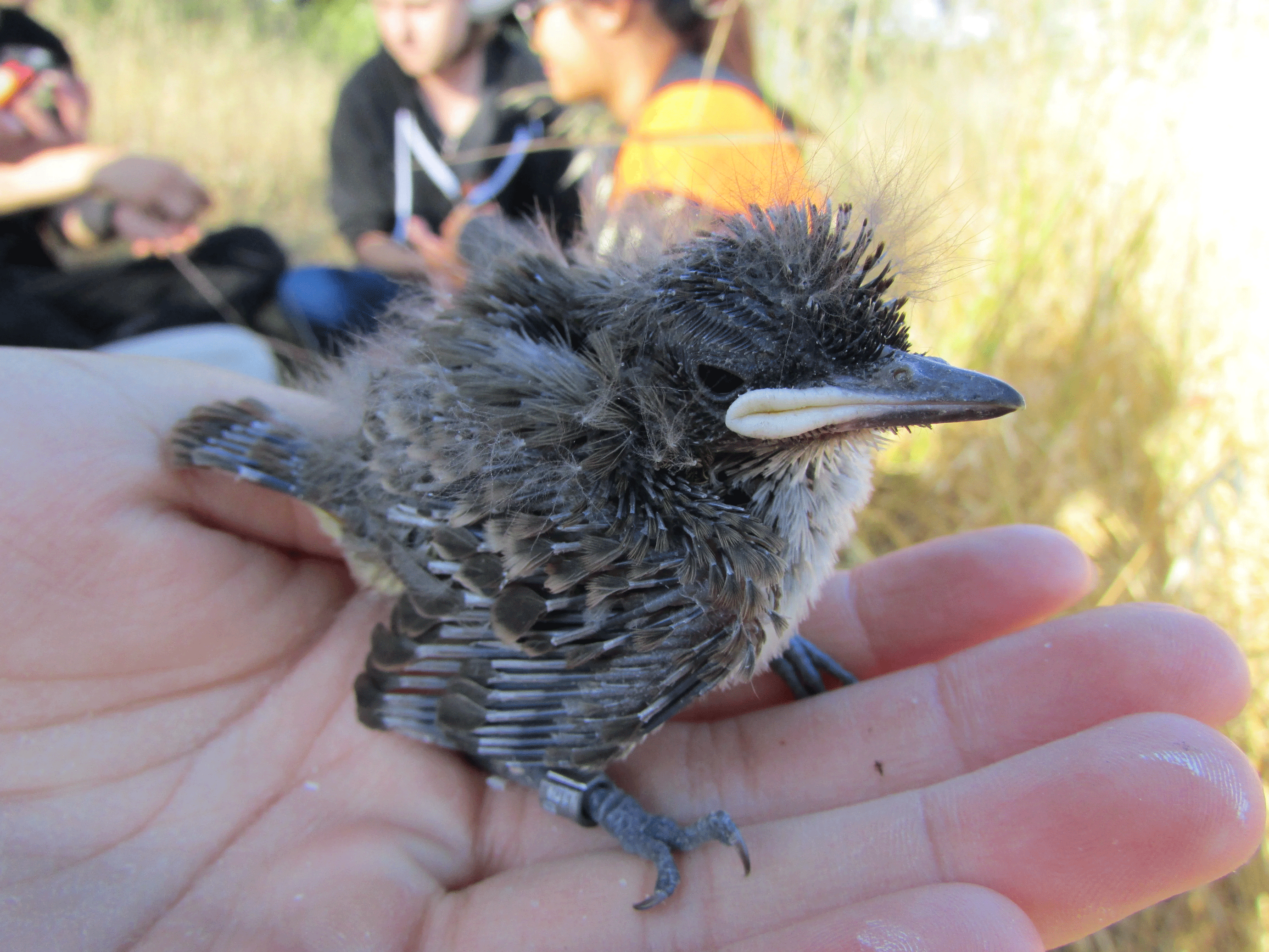 A young ash-throated flycatcher standing in a human hand at banding day in June 2016.