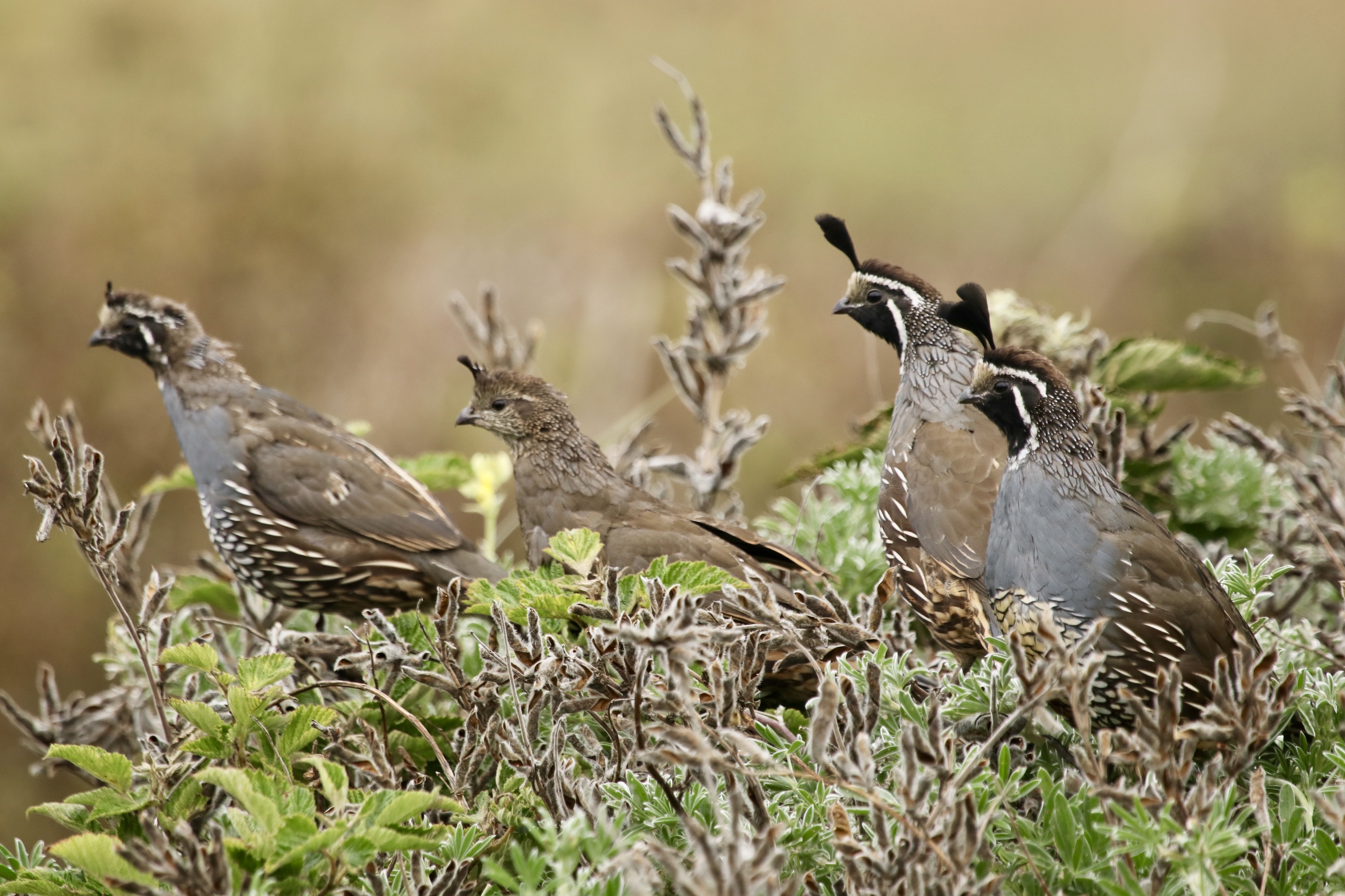 A trio of California quail stand together.