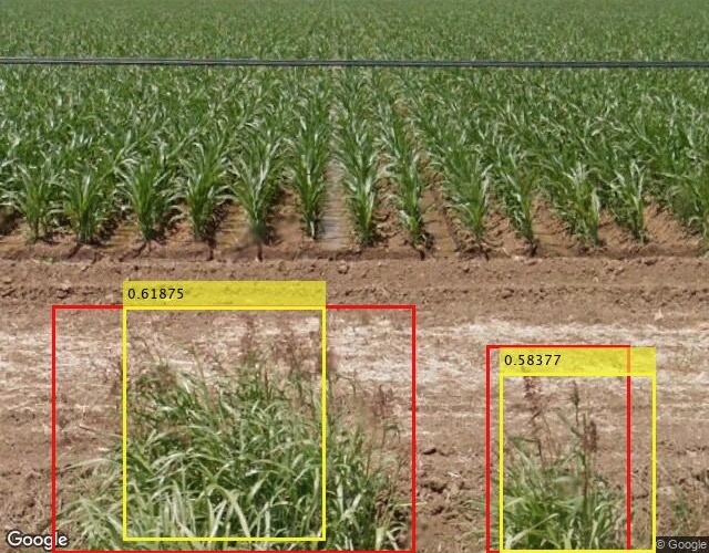 Johnsongrass identified growing near agricultural land using Google Street View. The yellow boxes were designated by artificial intelligence; the red boxes were drawn by human hand. 