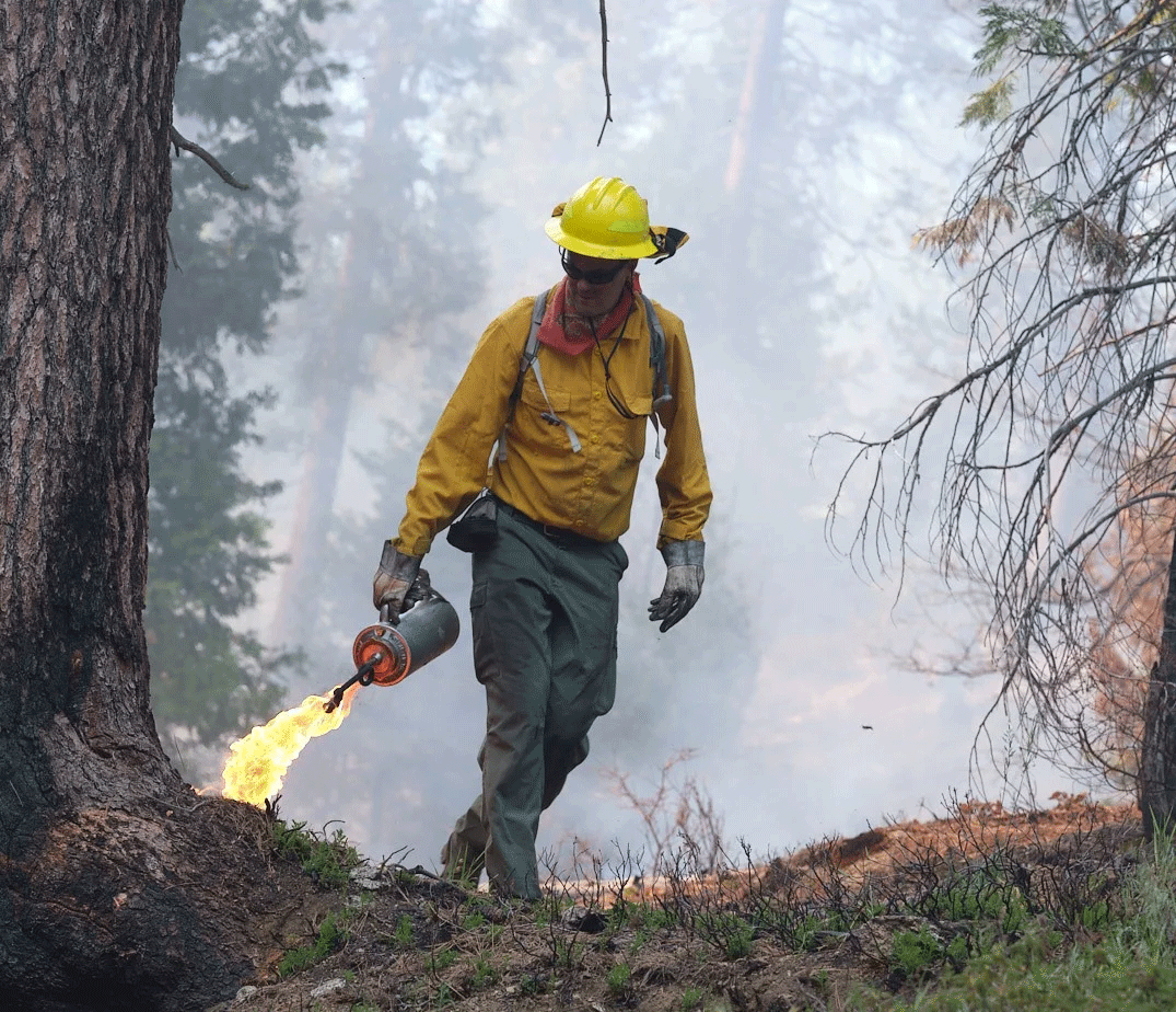 UC Davis Project Scientist John N. Williams uses a drip torch to light a prescribed burn at Shaver Lake in the Sierra National Forest in 2022. (Abner Kingman)