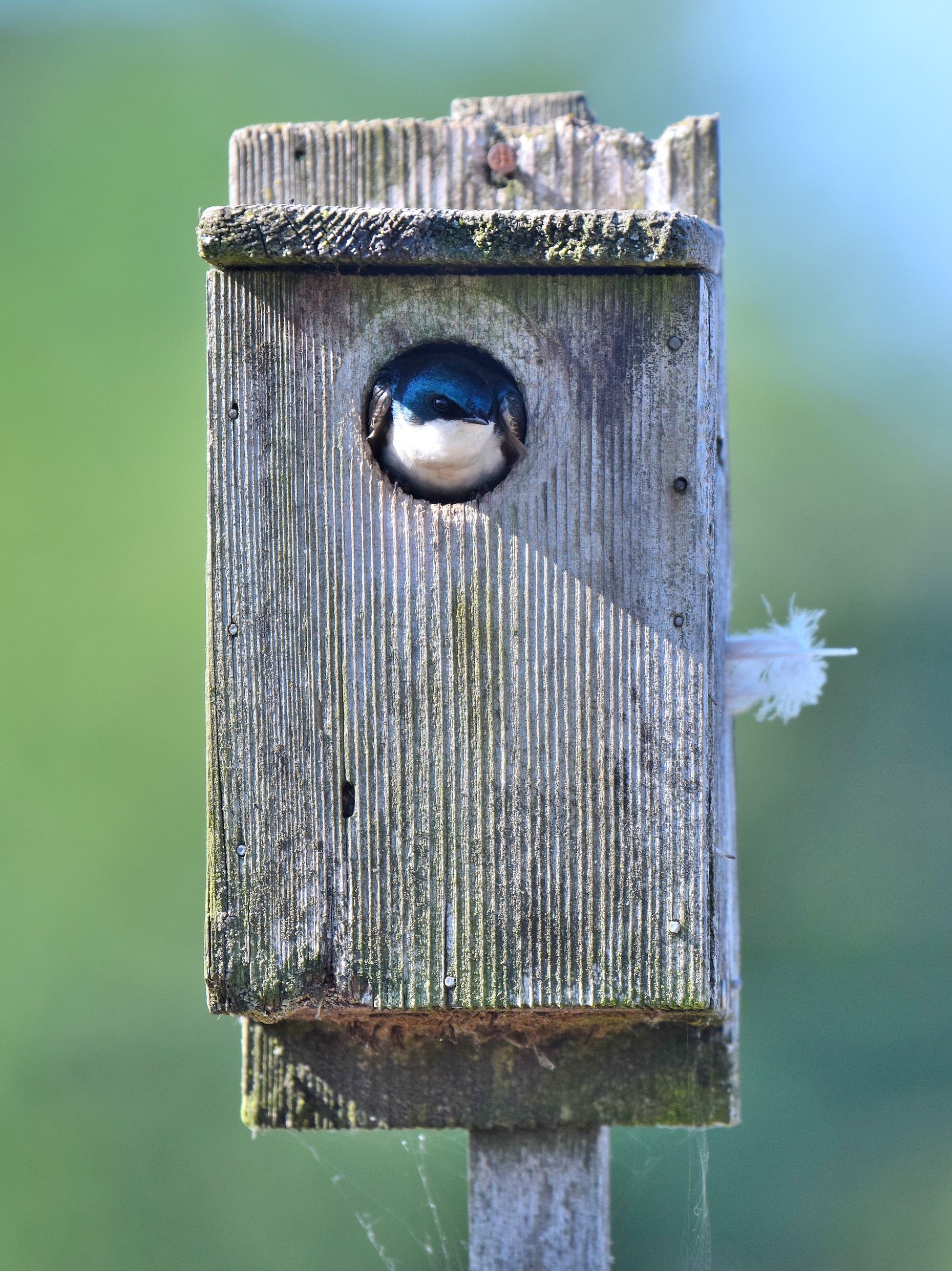Farmers may be able to promote insect-eating species like this tree swallow by installing nest boxes without increasing food safety risks. (Daniel Karp, UC Davis)