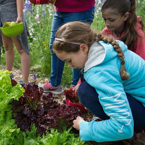 Elementary children harvest lettuce for a salad.