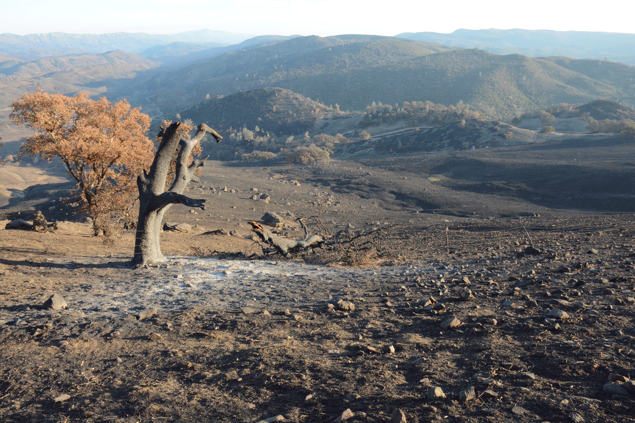 The aftermath of the LNU Lightning Complex fires of 2020 at McLaughlin Natural Reserve in Napa and Lake Counties; after a wildfire, invasive plant species can dominate the landscape, outcompeting native species during the recovery process.