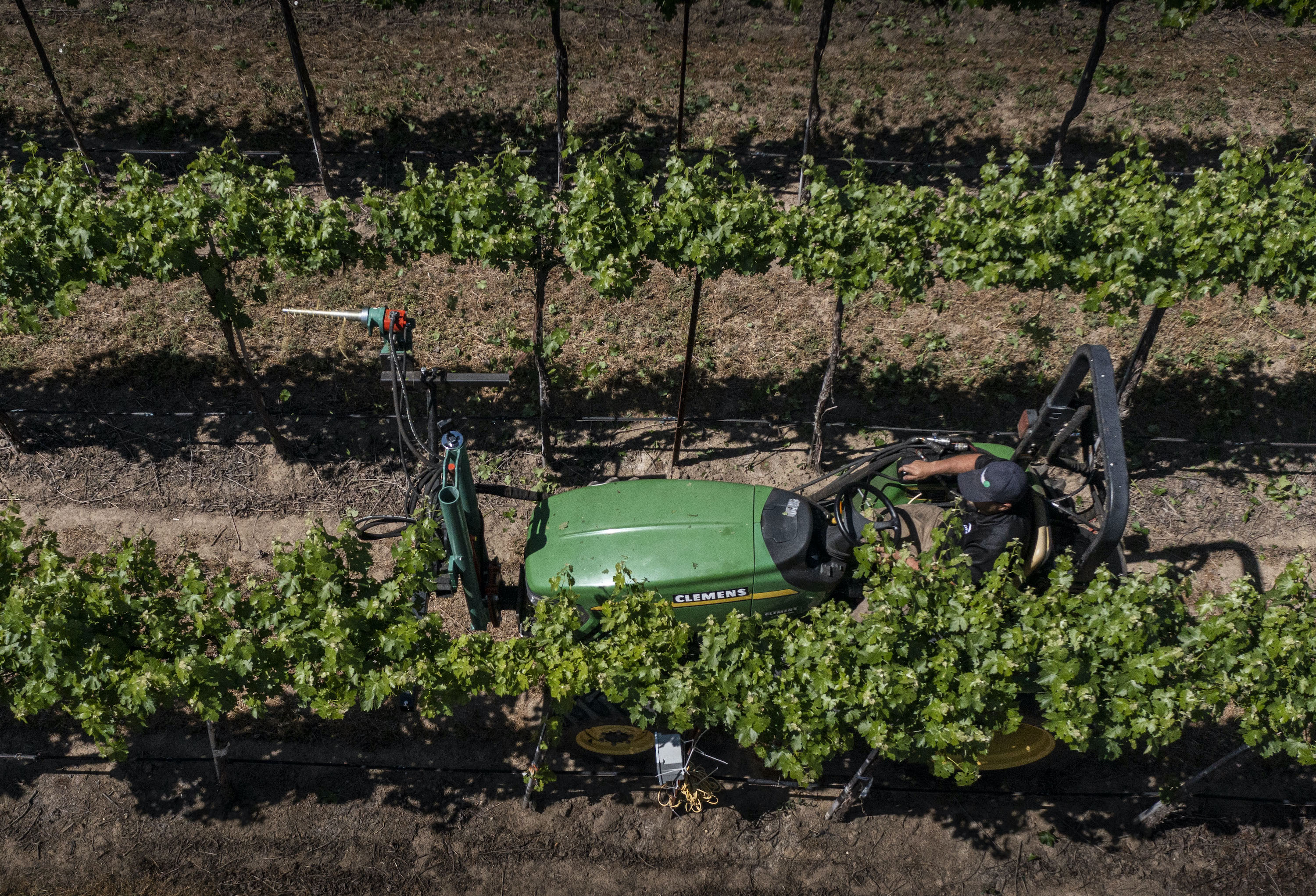 Kurtural has designed a “touchless” experimental vineyard at the UC Davis Oakville Station to help growers understand how machines can help them cope with the labor shortage.