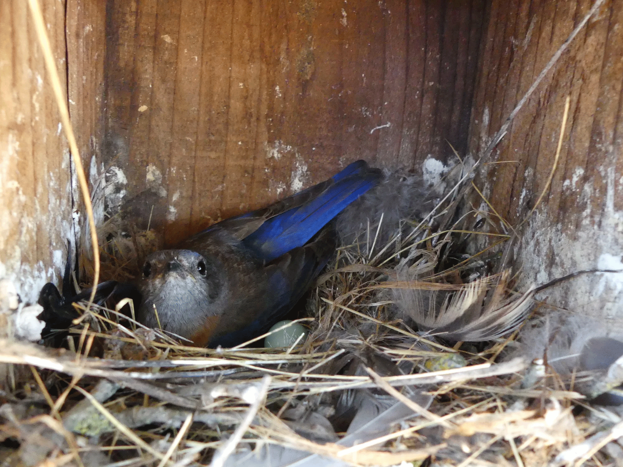 An adult western bluebird incubates its eggs at UC Davis Russell Ranch, June 2017. (Evelien de Greef)