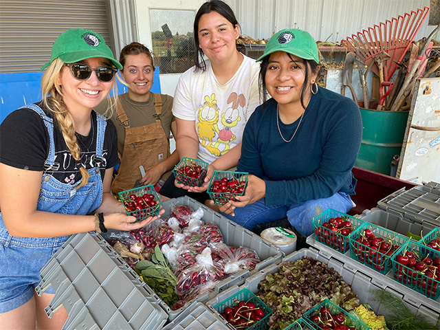 Three undergrads pack up cherries and other produce gleaned recently from UC Davis teaching orchards and fields. From left are Zoee Tanner, Fresh Focus data and communications coordinator;  plant sciences major Abigail Oswald; plant sciences major Jacky Limón,; and Wendy Martinez Castañeda, of Fresh Focus. Tanner also is the lead author on a recent study that found 45 percent of UC Davis students face some level of food insecurity. (Trina Kleist/UC Davis)
